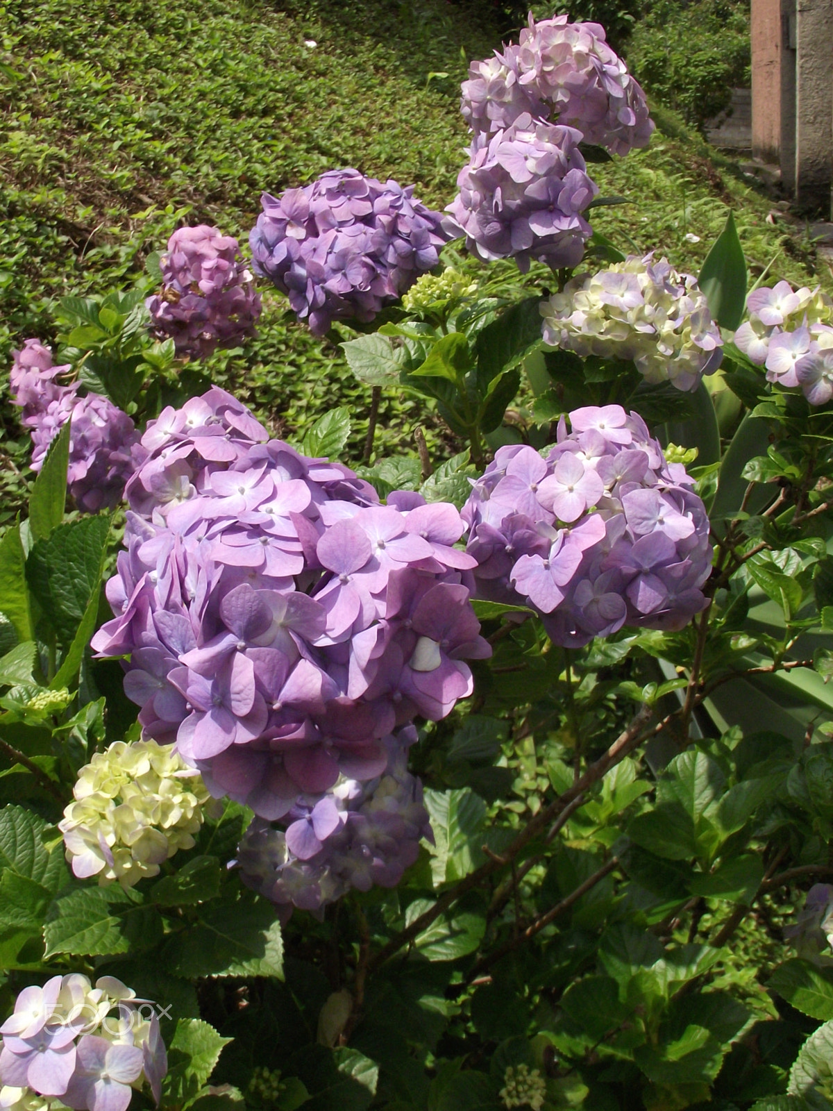 Fujifilm FinePix S2850HD sample photo. Hydrangea photography