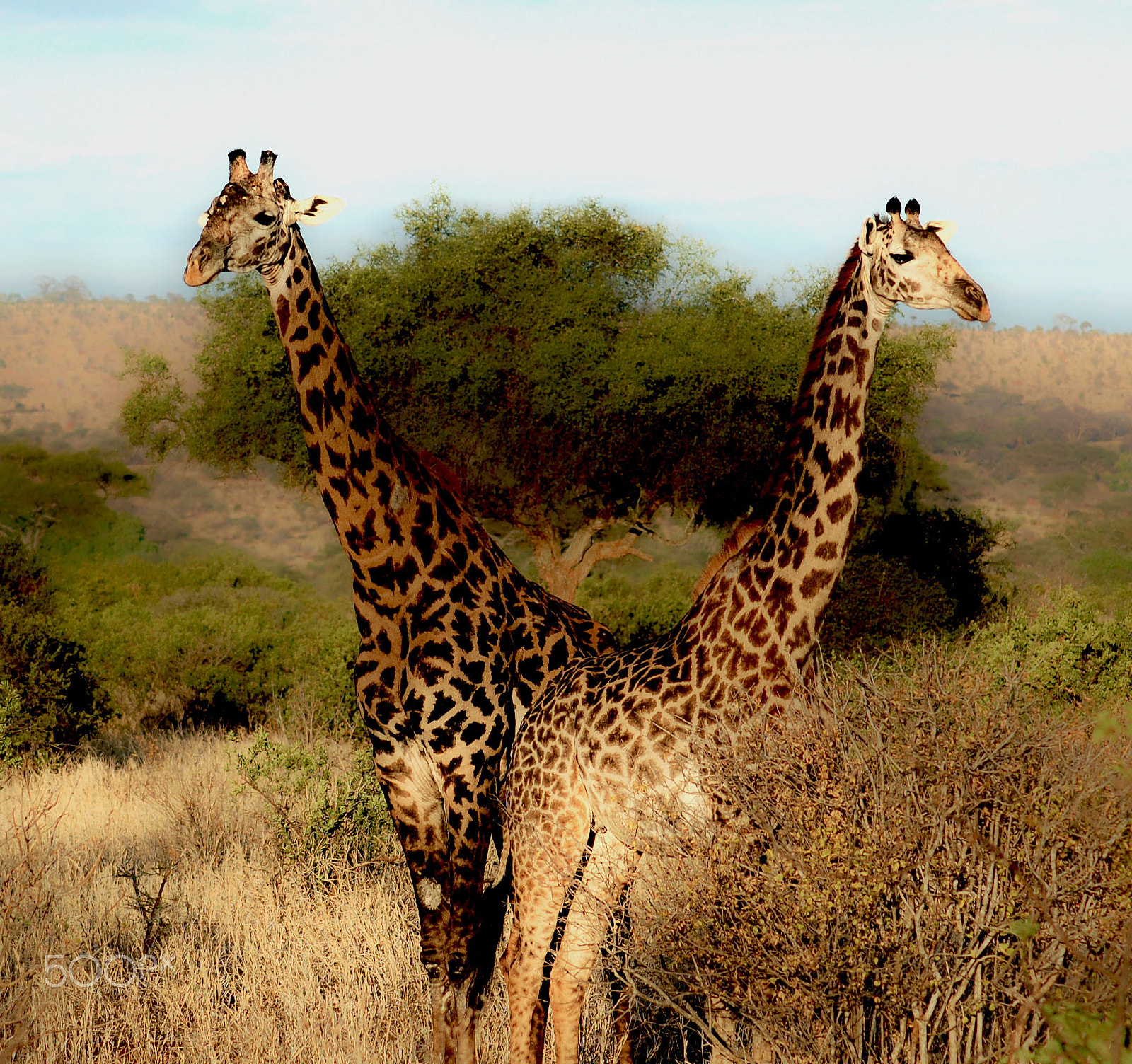 Nikon D50 sample photo. Giraffe photography