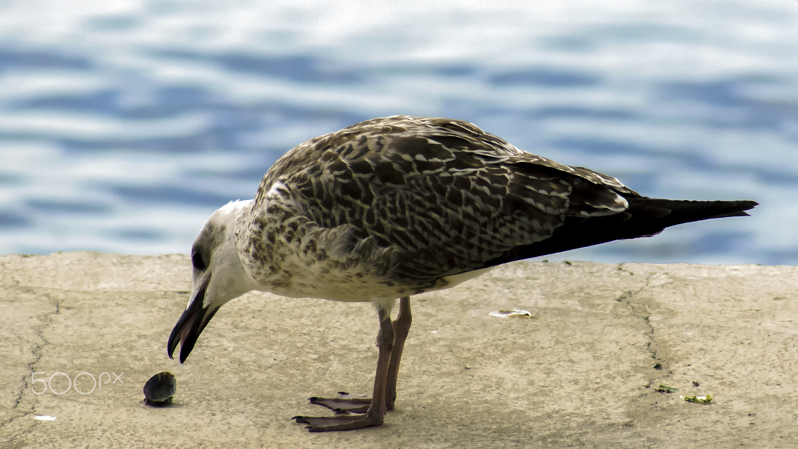 Sony 75-300mm F4.5-5.6 sample photo. Seagulll photography