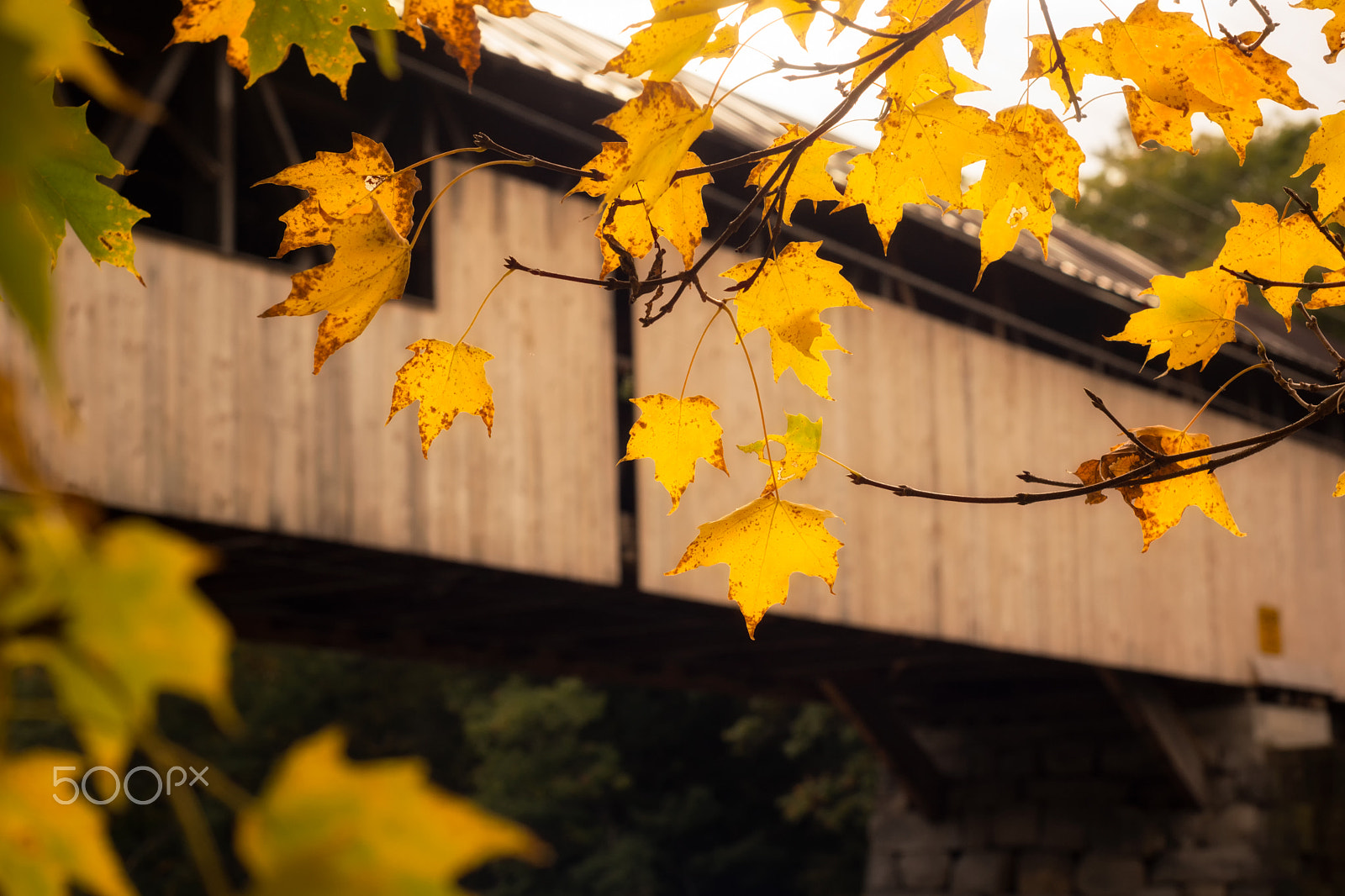 Sony SLT-A65 (SLT-A65V) + Minolta AF 50mm F1.7 sample photo. Blair bridge yellow maple photography