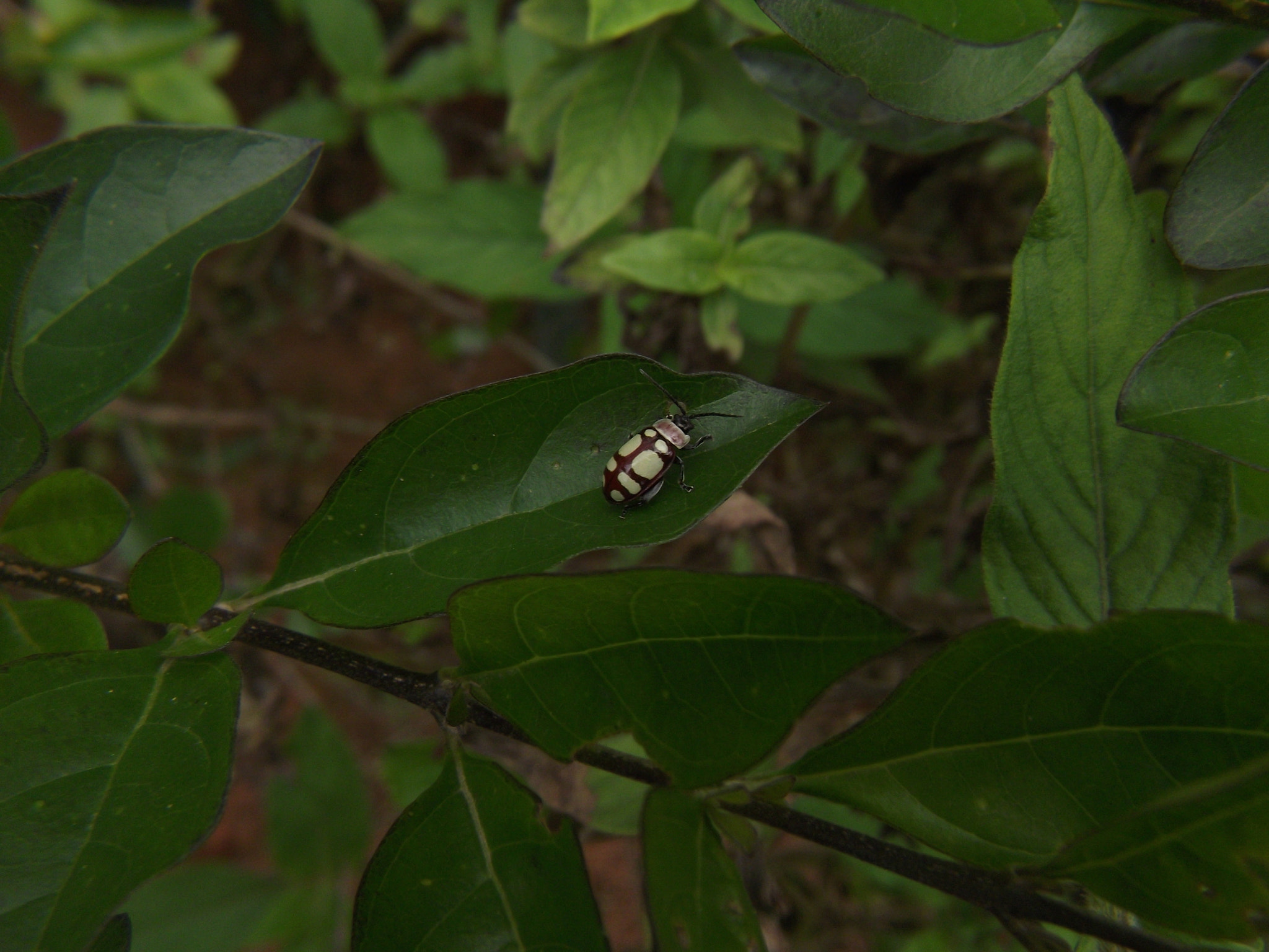 Fujifilm FinePix S2850HD sample photo. Little bug photography