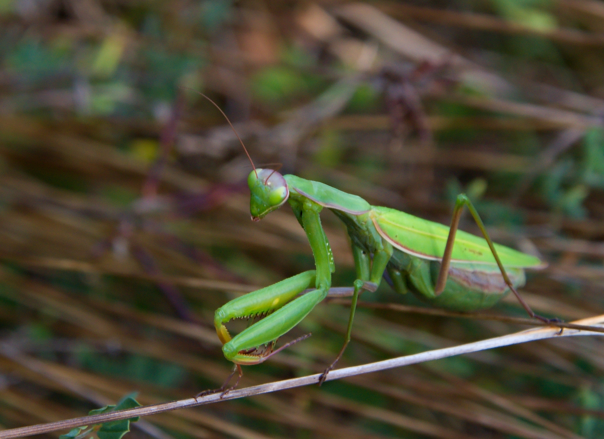 Nikon D3200 + 18.00 - 105.00 mm f/3.5 - 5.6 sample photo. Mantis religiosa photography