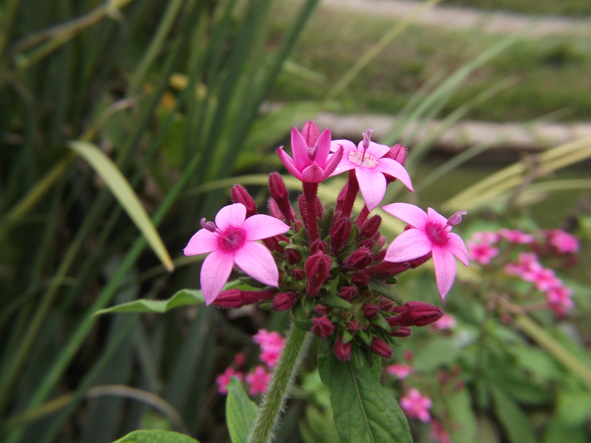 Fujifilm FinePix S2850HD sample photo. Red flowers bud photography