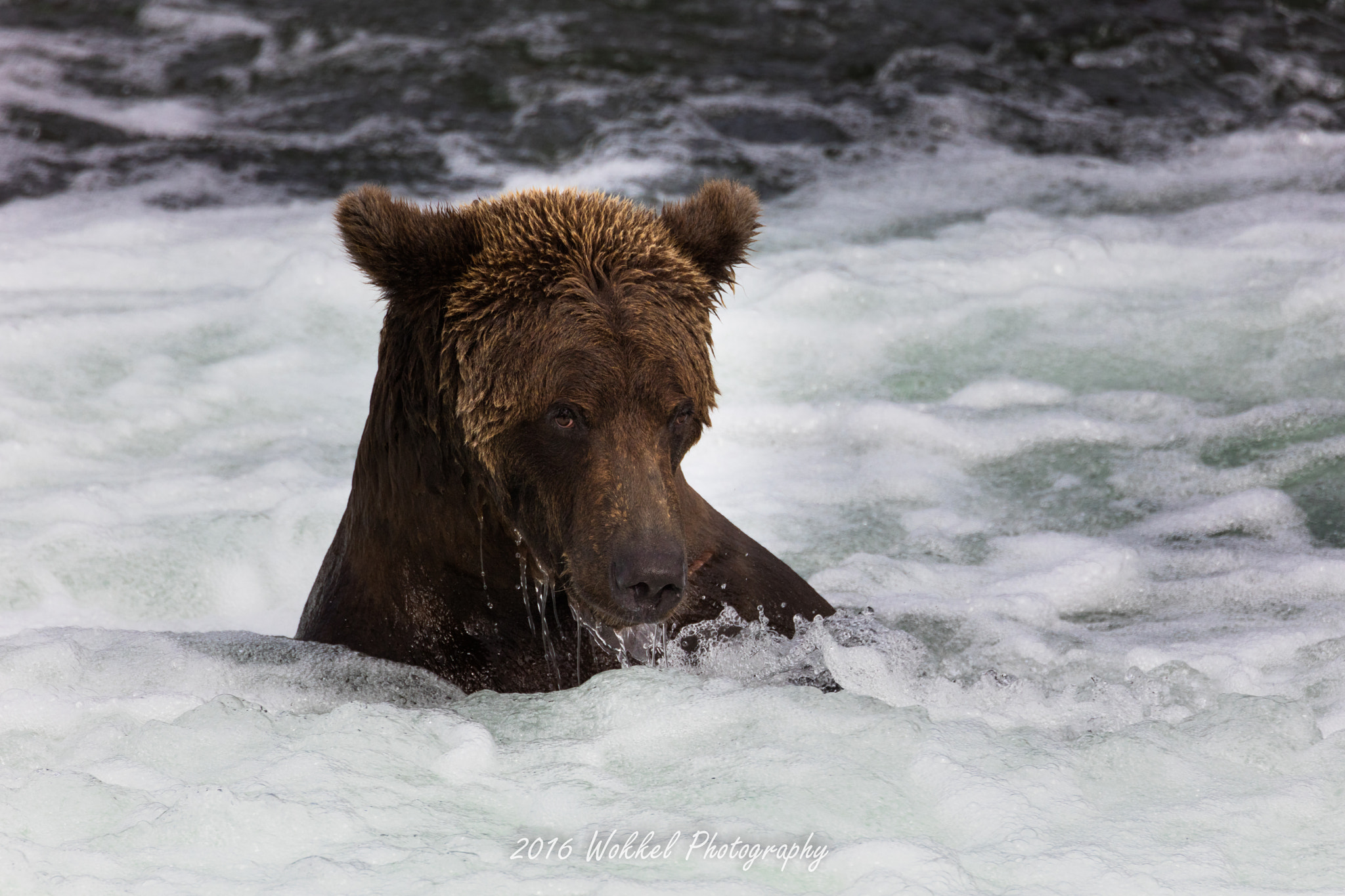 Canon EOS 5DS R sample photo. Brown bear in the water photography