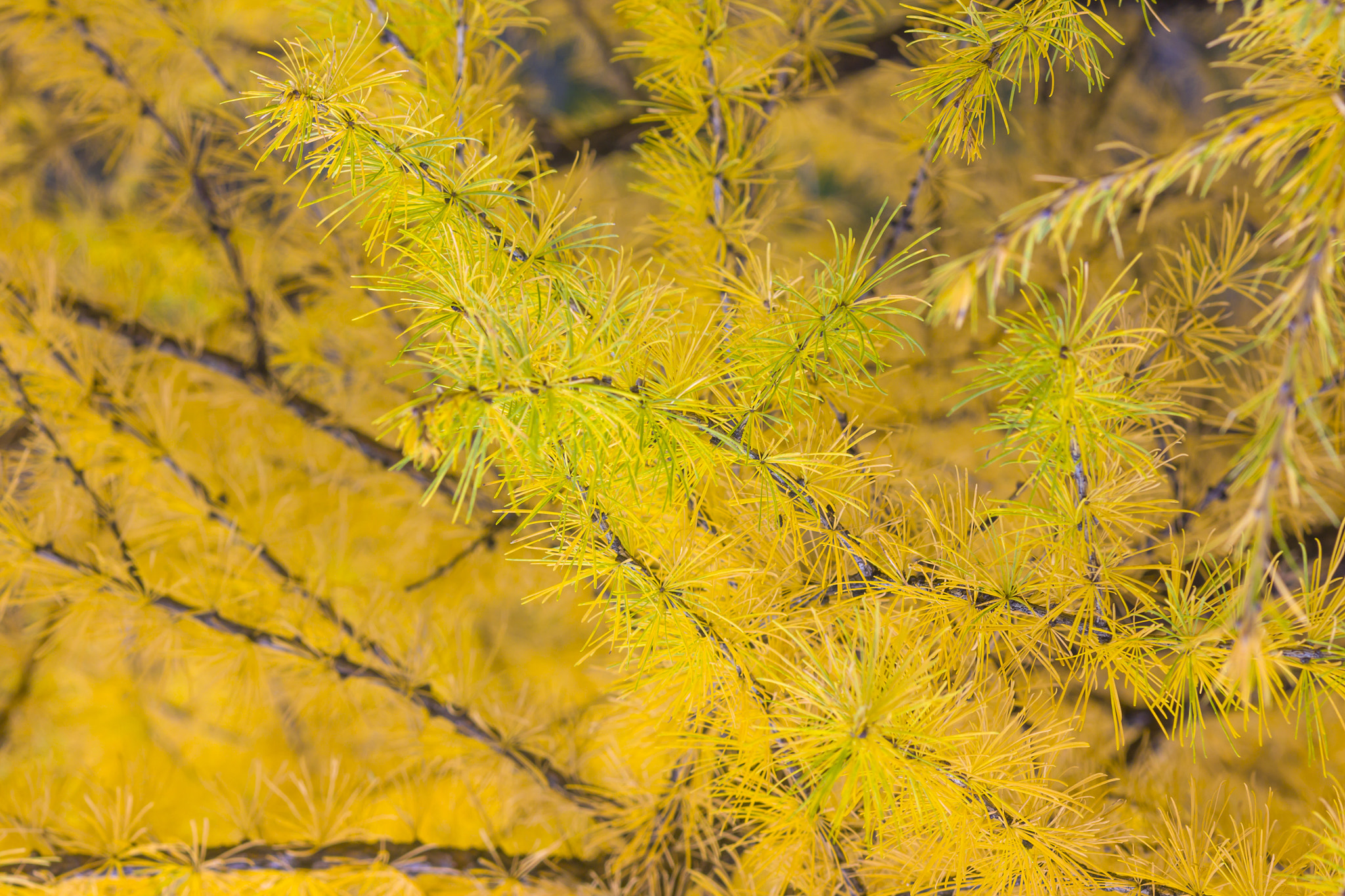 Sigma 105mm F2.8 EX DG Macro sample photo. Осень photography