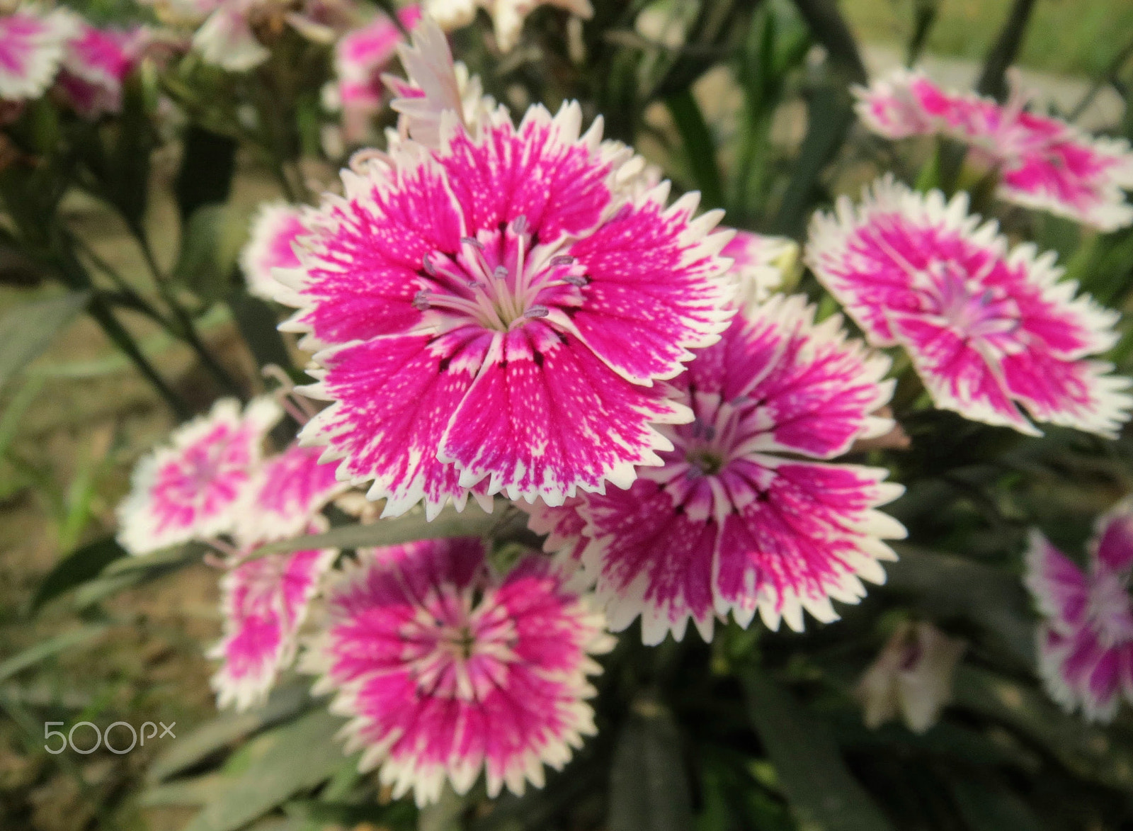 Canon PowerShot ELPH 520 HS (IXUS 500 HS / IXY 3) sample photo. Dianthus chinensis 2 photography