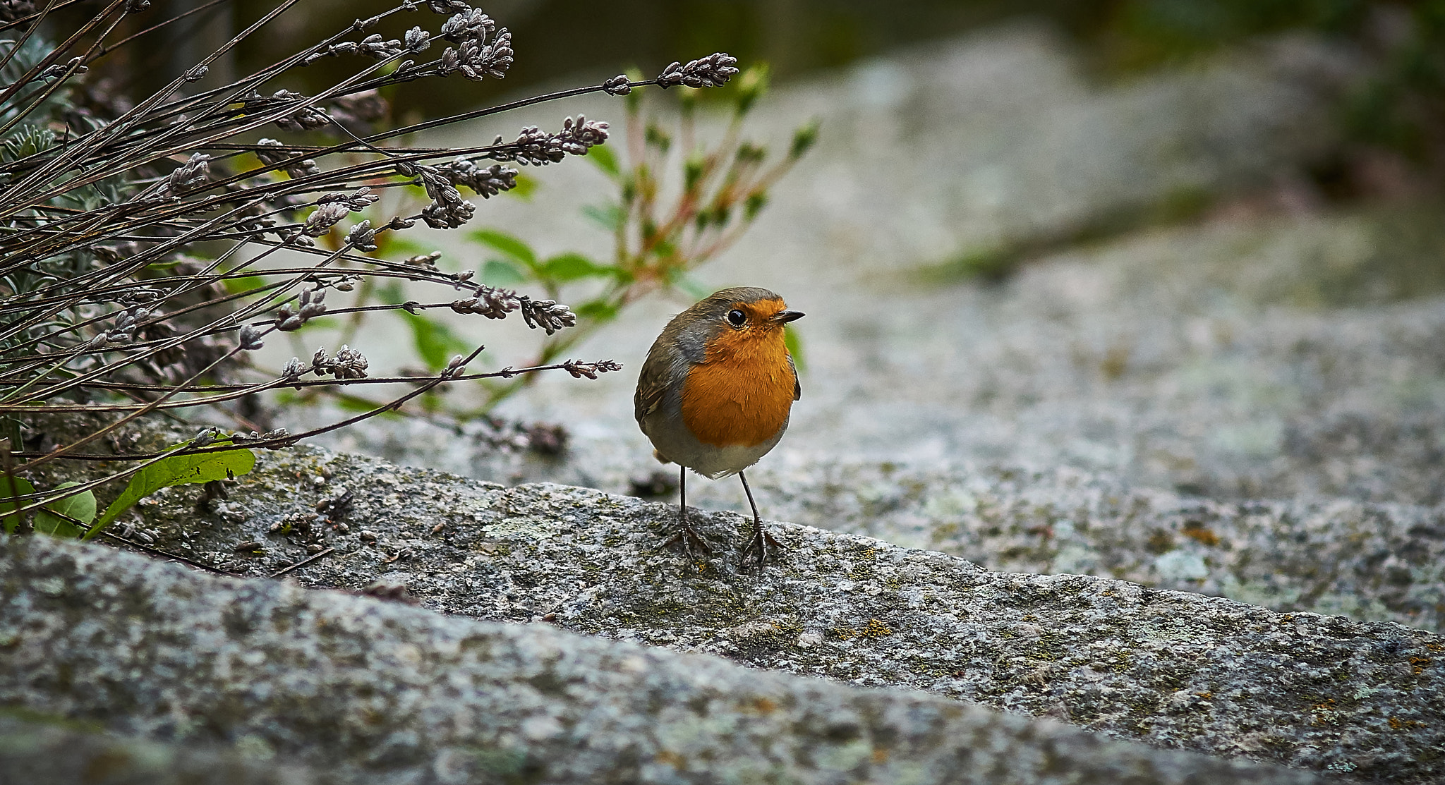 Sony SLT-A58 + Minolta AF 200mm F2.8 HS-APO G sample photo. Robin oh robin photography