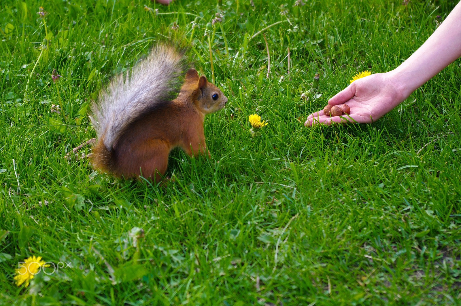 Pentax K-7 sample photo. Squirrel feeding from the hand on a green medow photography