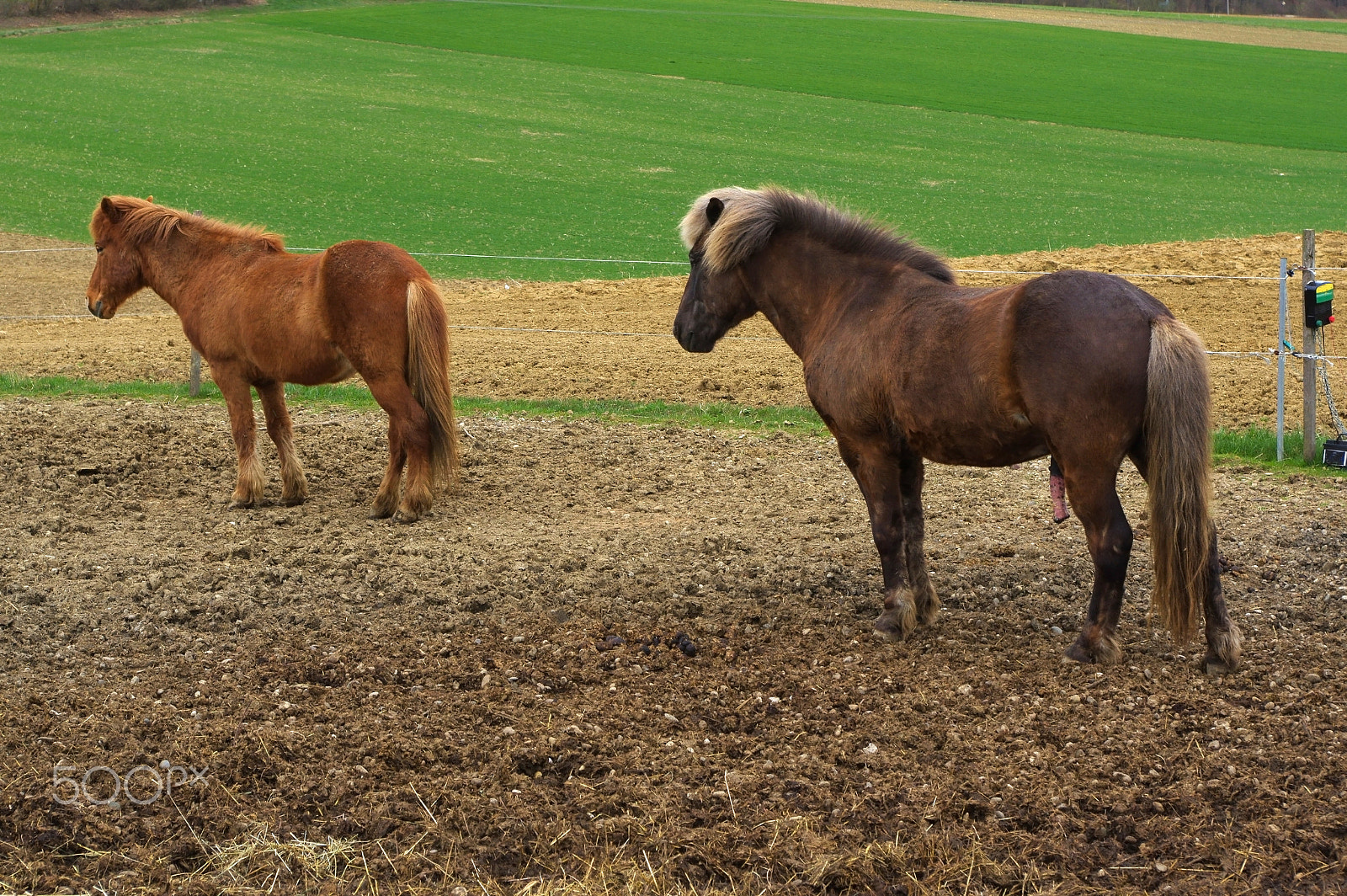 Pentax K-3 sample photo. Two brown iceland horses with winter coat on the pasture. photography