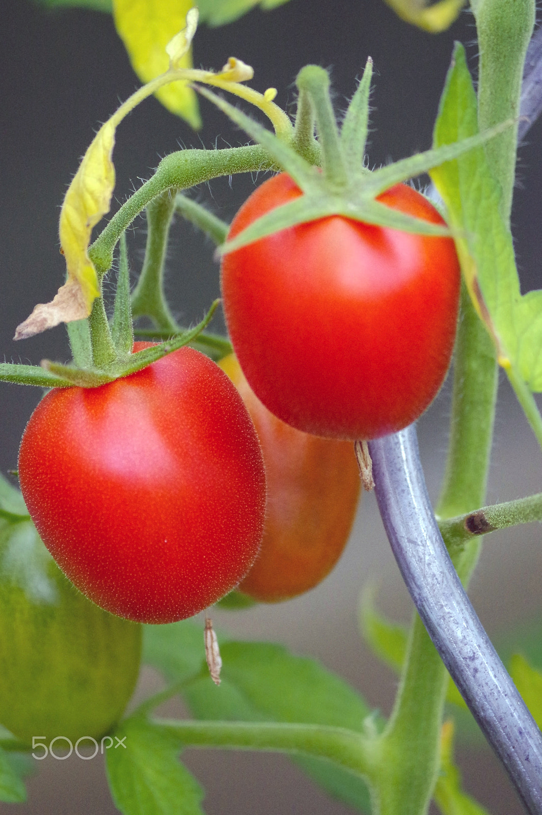 Pentax K-3 + smc Pentax-DA L 50-200mm F4-5.6 ED WR sample photo. Fresh organic raw tomato hang on a branch in the garden photography