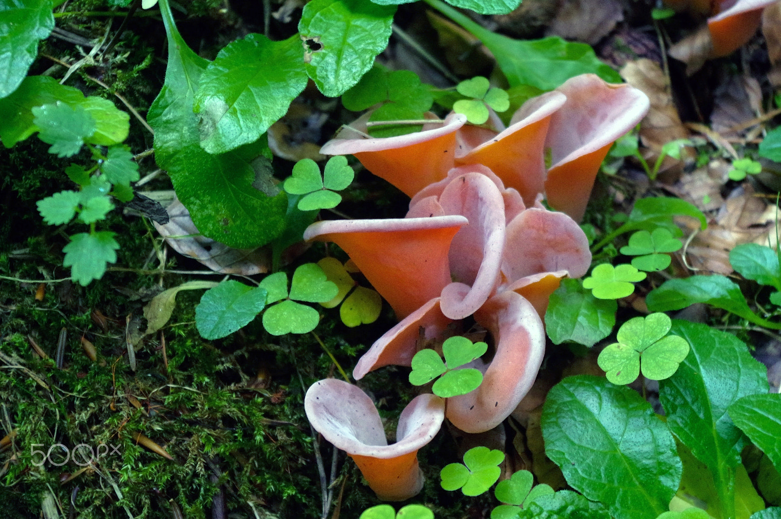 Pentax K-3 sample photo. Rose hirneola auricula-judae or auricularia - fungus, also known photography