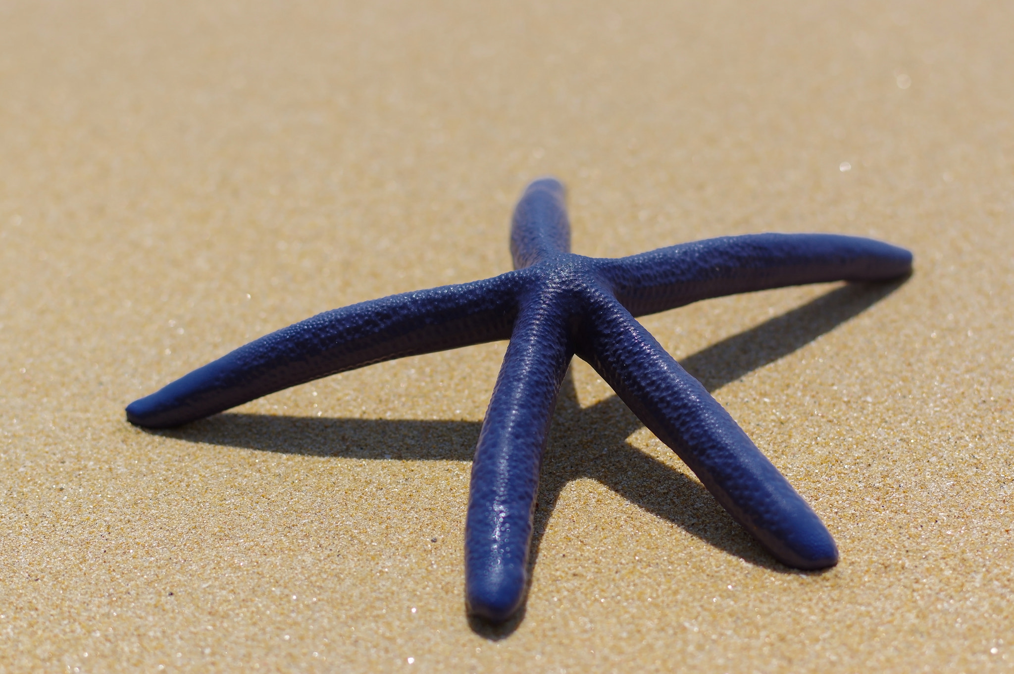 Pentax K-3 + Pentax smc DA* 55mm F1.4 SDM sample photo. Blue starfish on the white sand sunny day photography