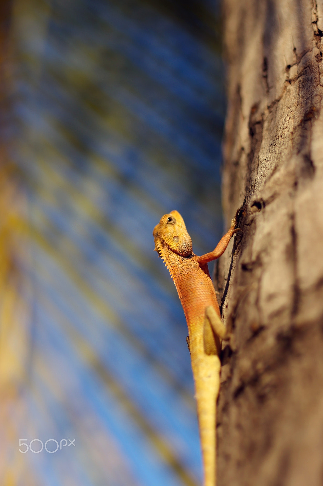 Pentax K-3 sample photo. Bright yellow asia garden lizard calotes versicolour crested on photography