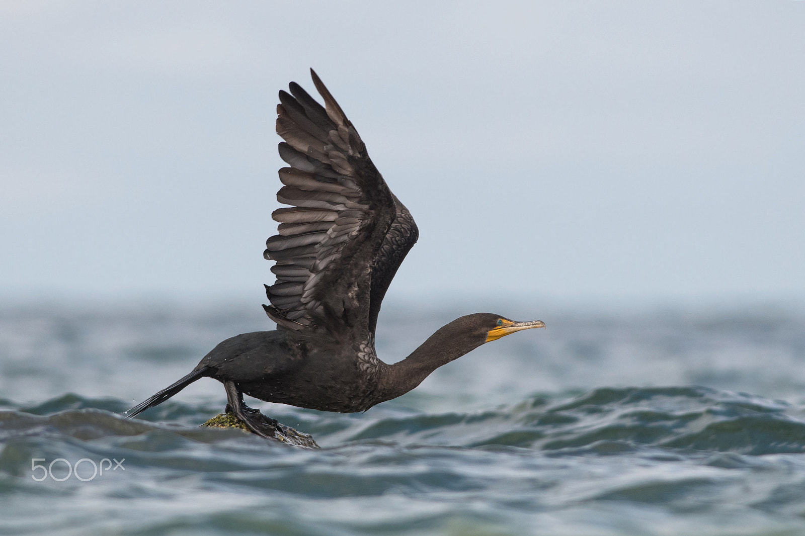 Nikon D500 + Nikon AF-S Nikkor 300mm F4D ED-IF sample photo. Perilous perch photography