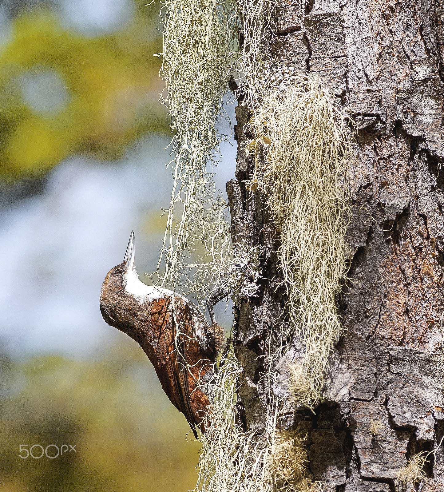 Canon EOS 5D + Canon EF 300mm F4L IS USM sample photo. Comesebo grande - pygarrhichas albogularis photography