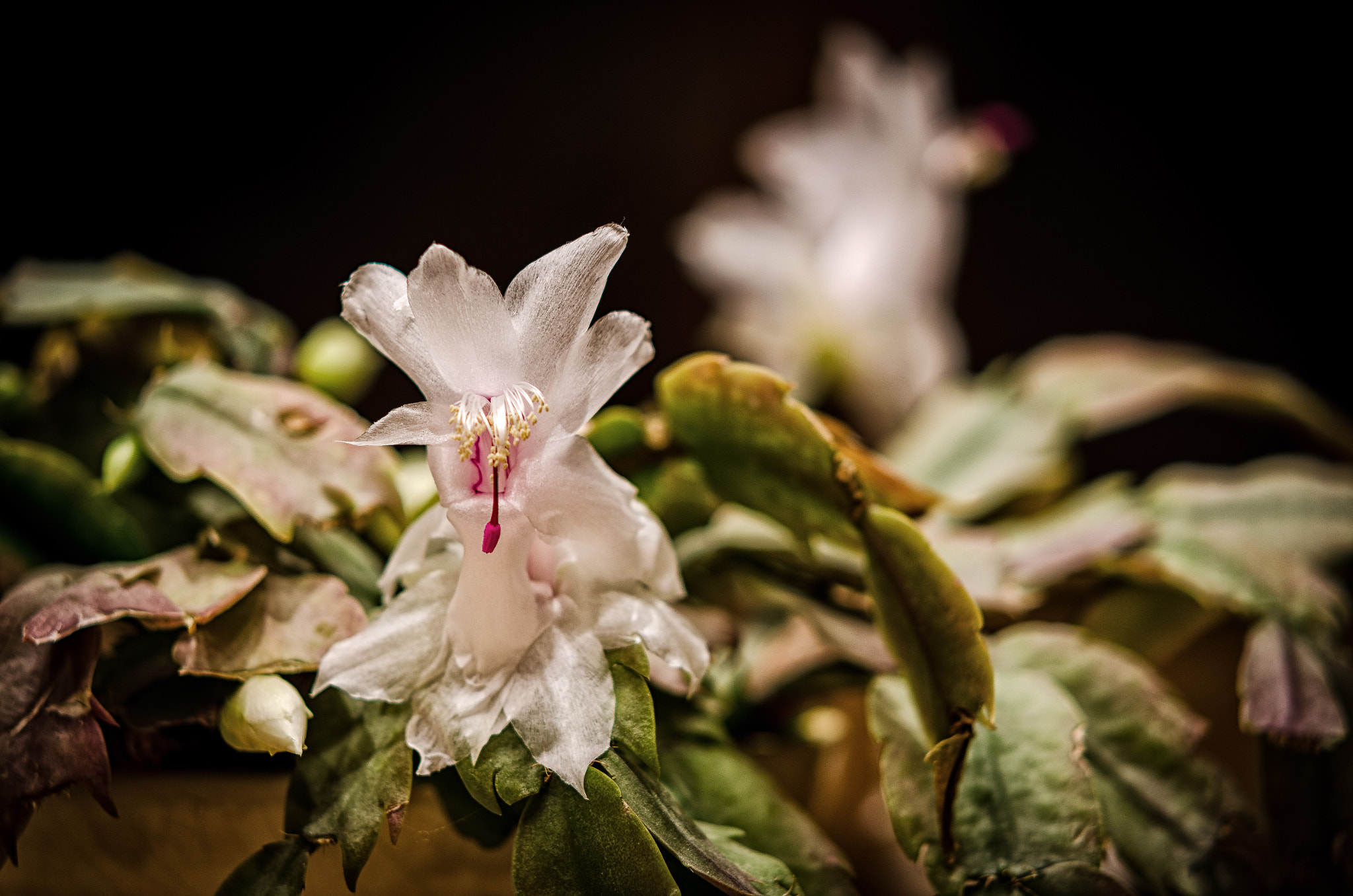 Sigma 50-150mm F2.8 EX APO DC HSM sample photo. Kaktusblüte photography