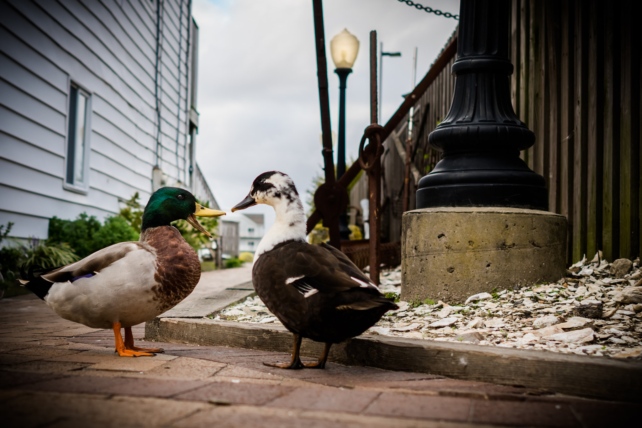 Sony a6300 + ZEISS Batis 25mm F2 sample photo. Duck conversation photography