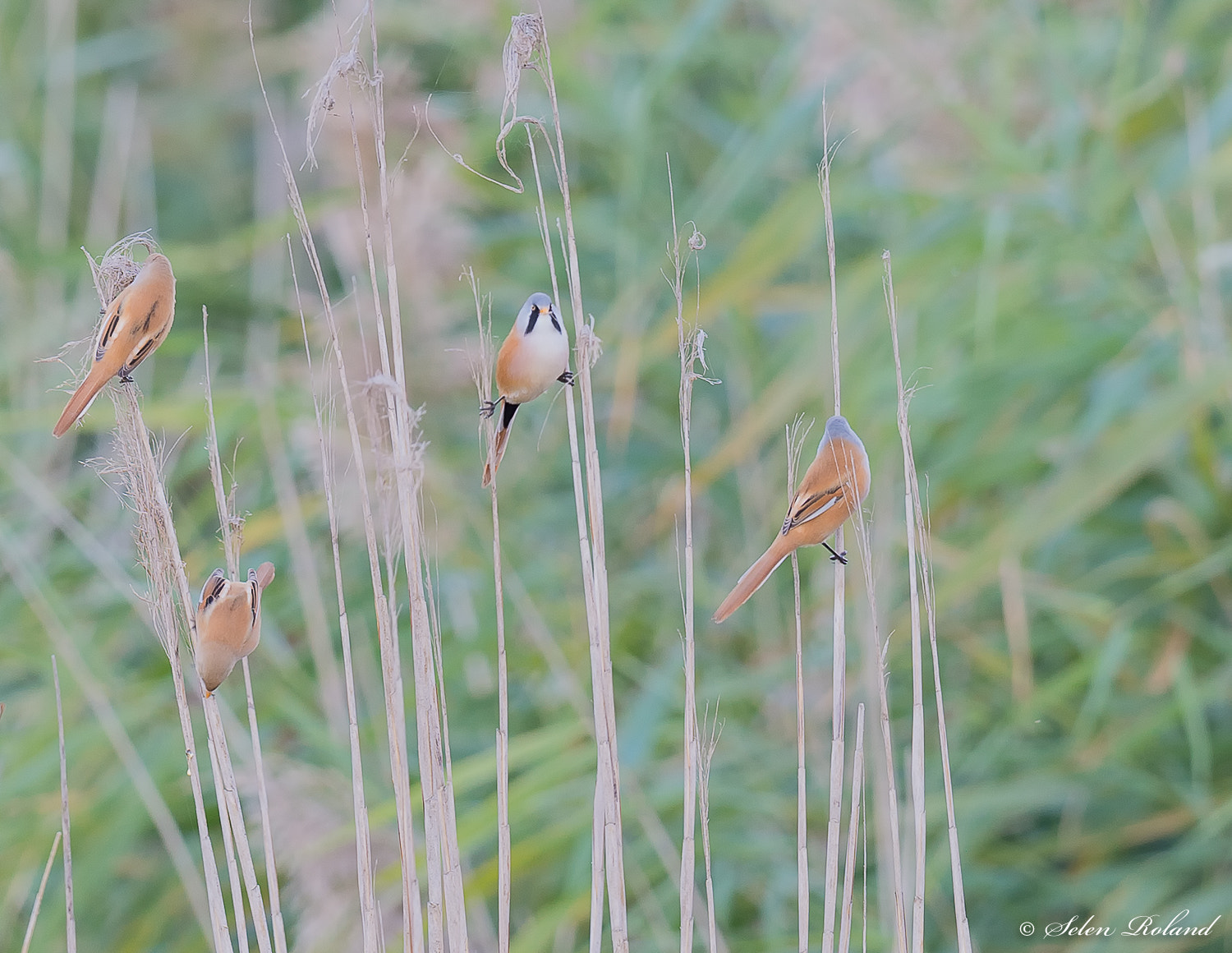 Nikon D4 + Nikon AF-S Nikkor 500mm F4G ED VR sample photo. Baardmannetjes - bearded reedlings photography