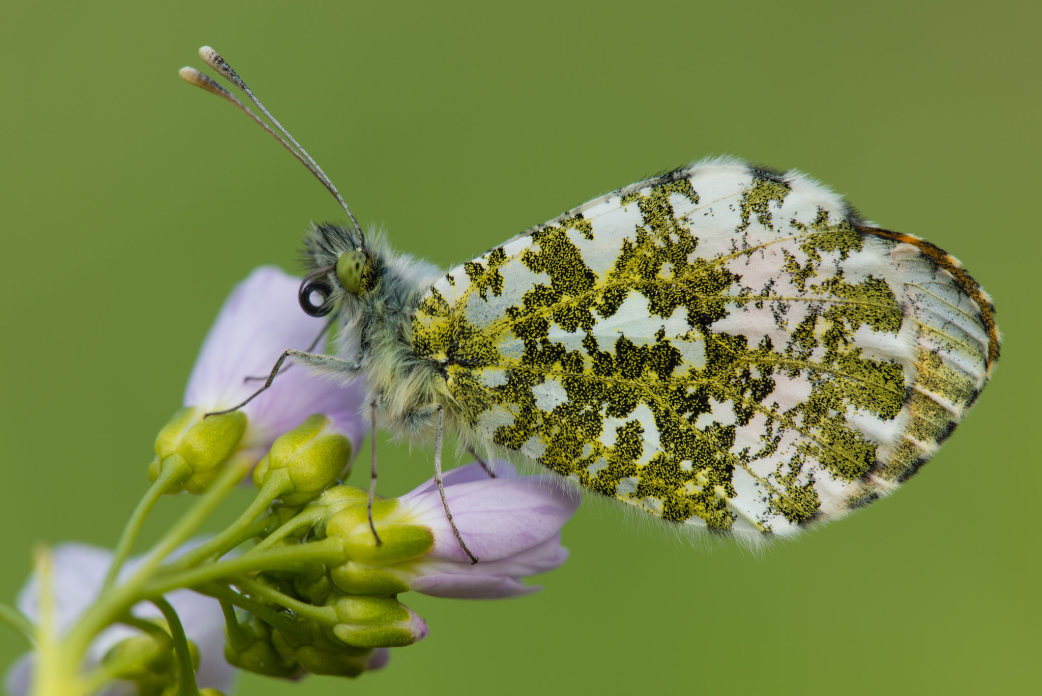 Nikon D800 + Nikon AF Micro-Nikkor 200mm F4D ED-IF sample photo. Aurorafalter photography