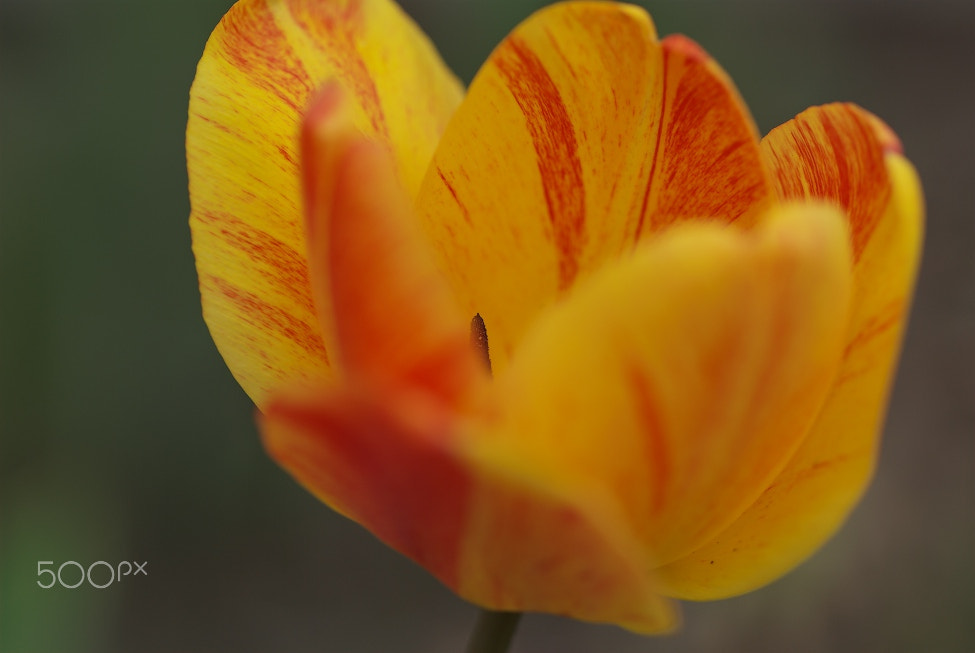 Nikon D80 sample photo. Tulpe photography
