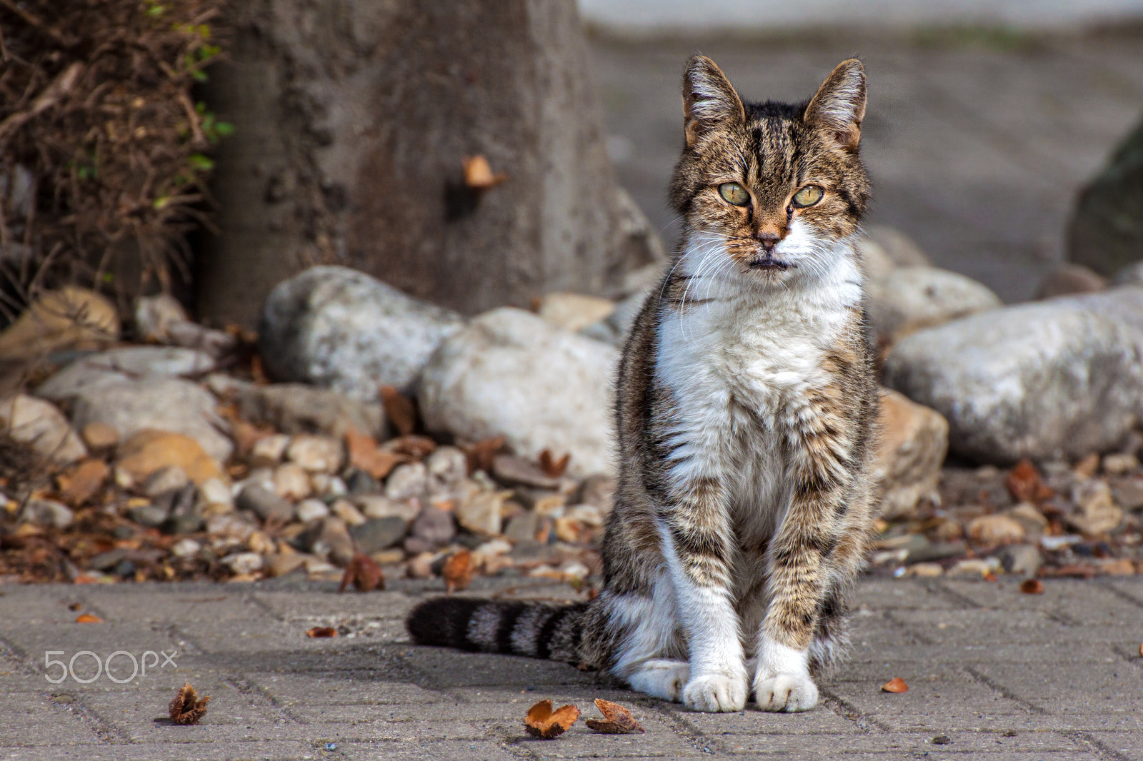 Canon EOS 50D sample photo. Katze am tierheim photography