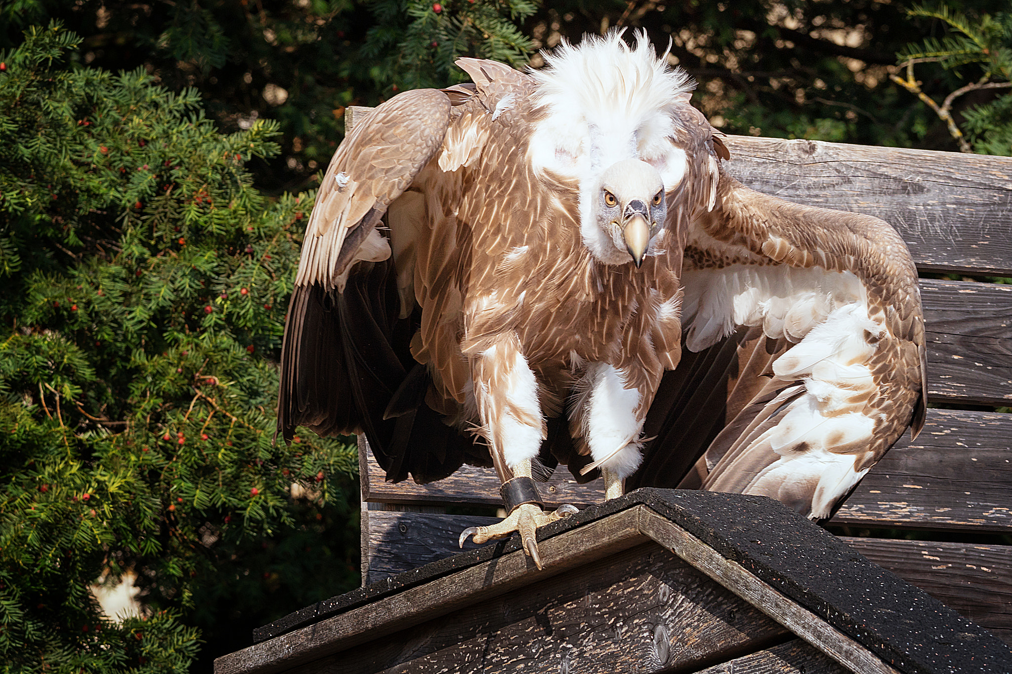 Sony a6300 + Canon EF 70-200mm F4L IS USM sample photo. Birds of prey photography