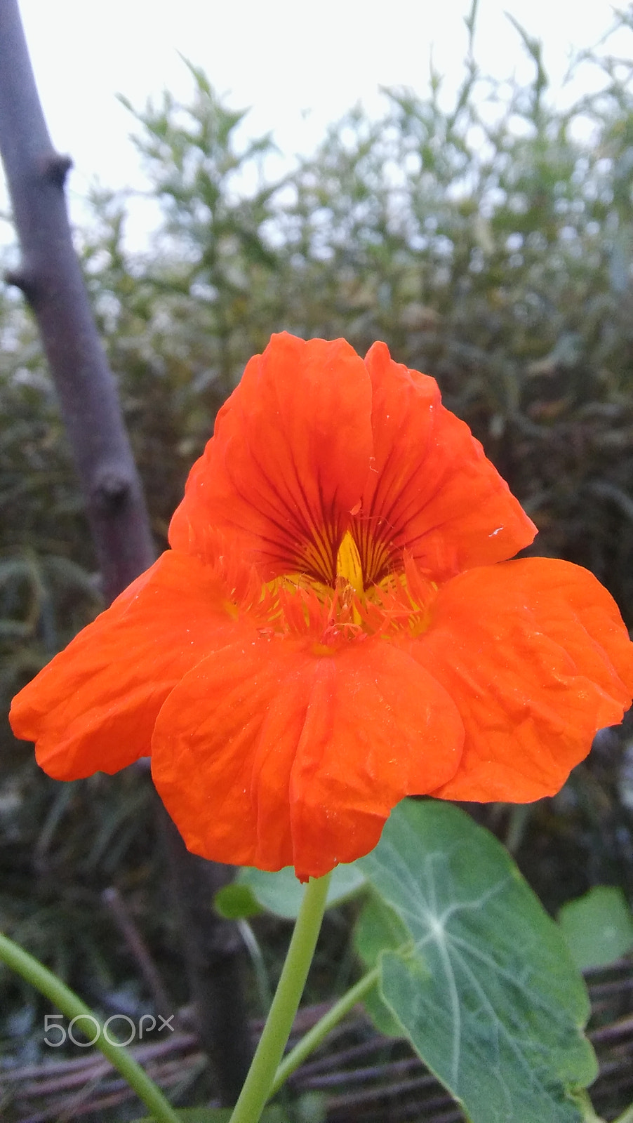 LG SPIRIT 4G LTE sample photo. Orange flower photography
