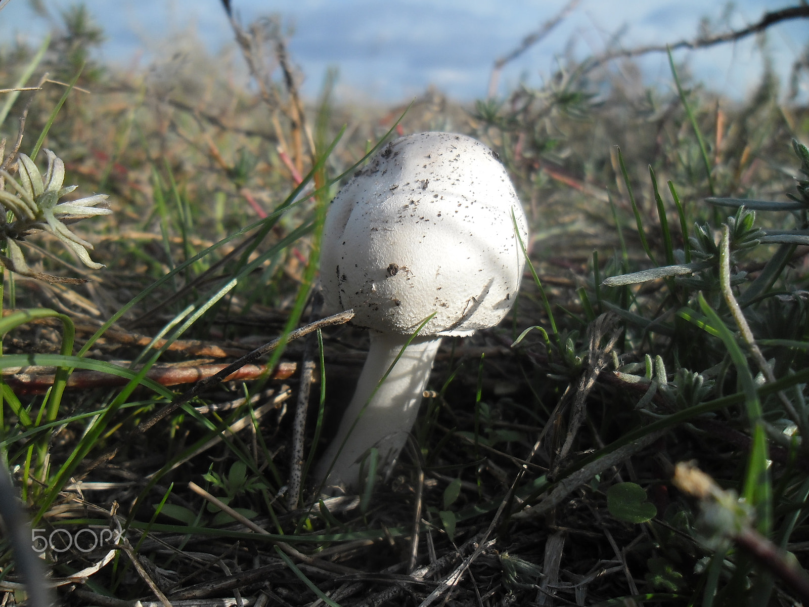 Samsung ES90/ ES91 sample photo. Mushroom photography