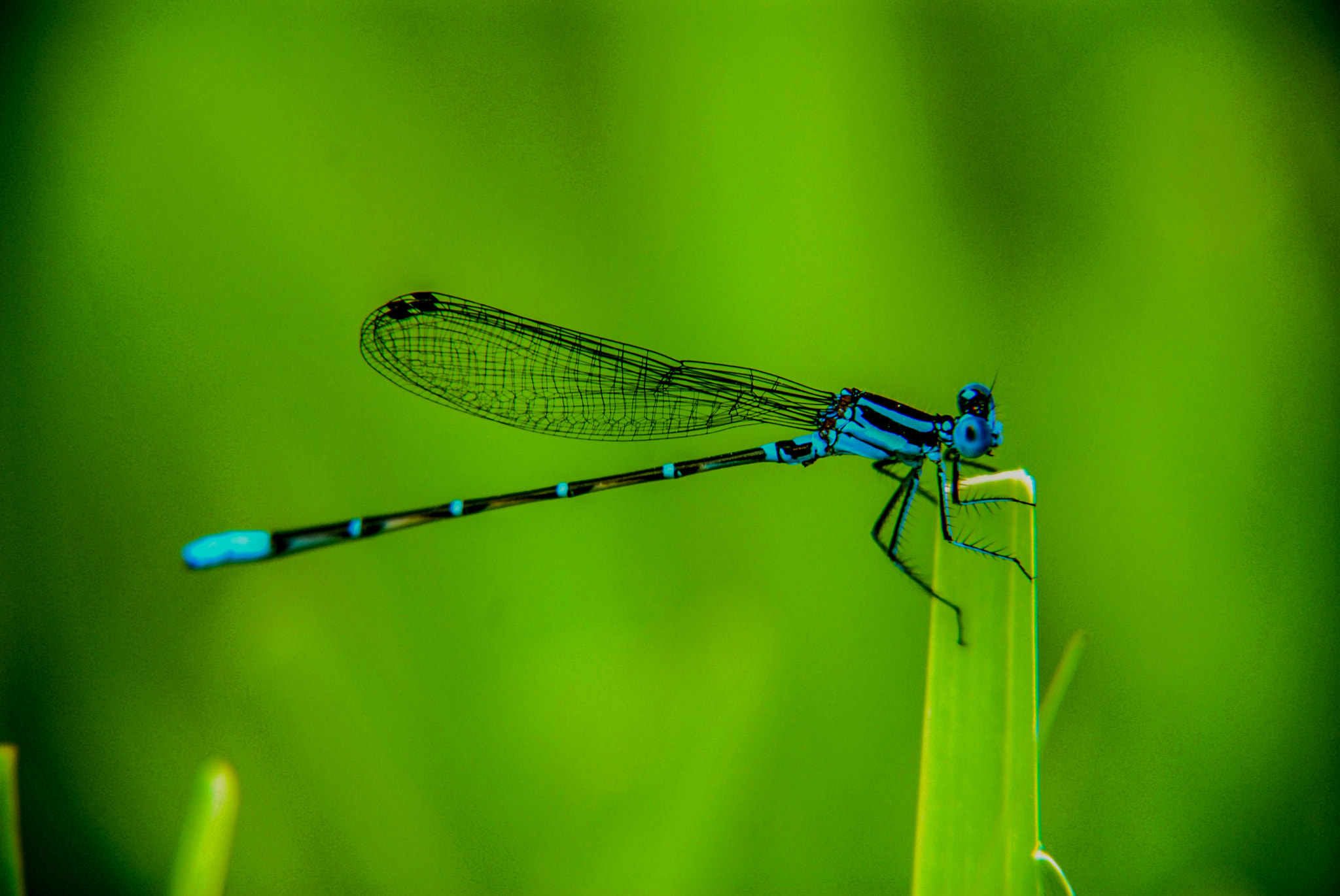 Nikon D200 sample photo