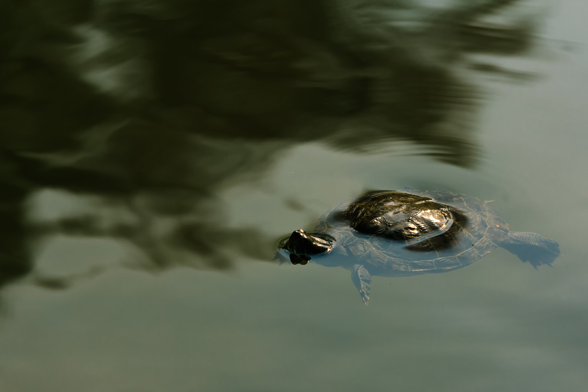 Sigma 70-200mm F2.8 EX DG OS HSM sample photo. Just keep swimming photography