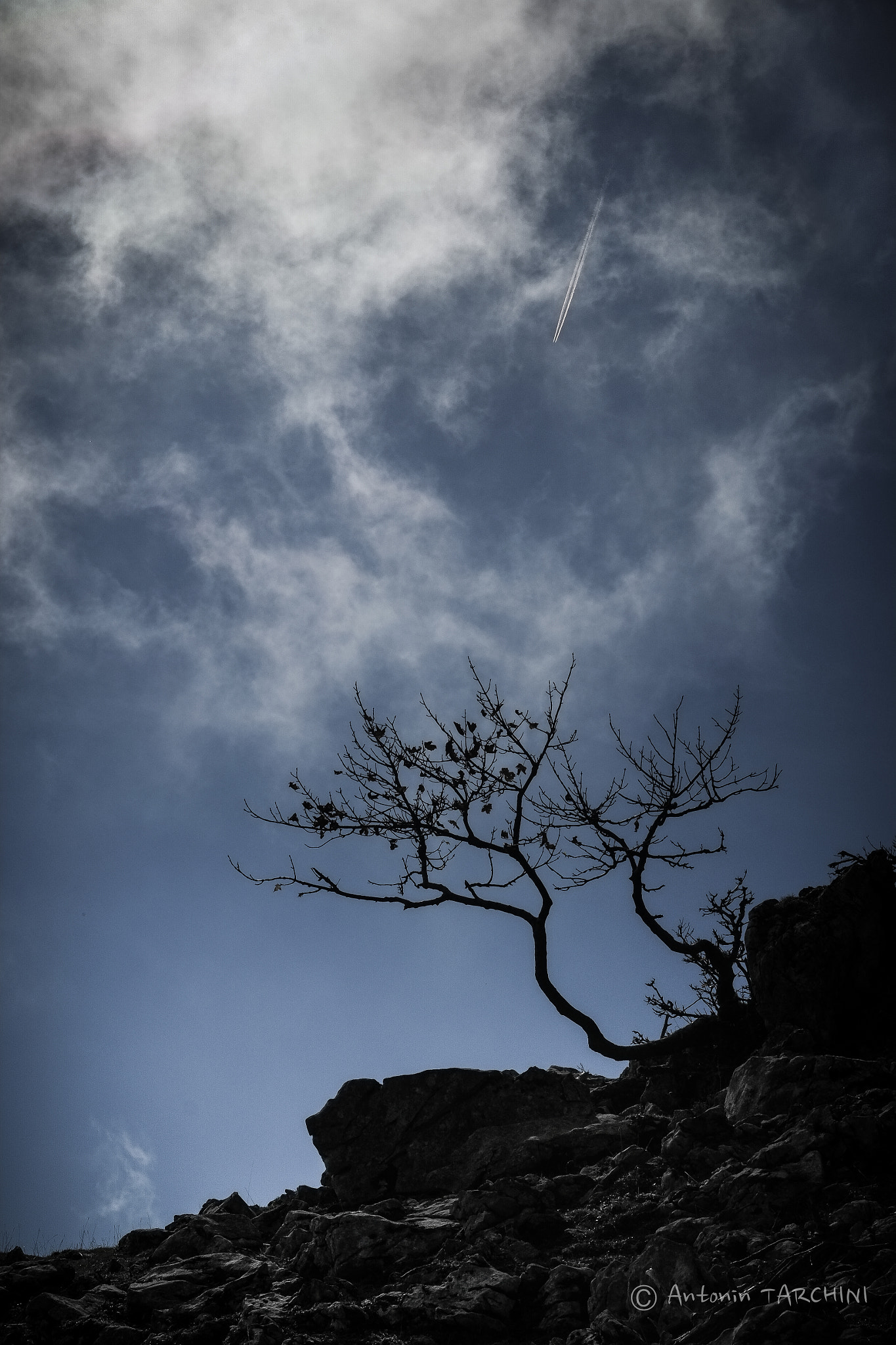 Fujifilm X-Pro1 + Fujifilm XF 56mm F1.2 R sample photo. The tree photography