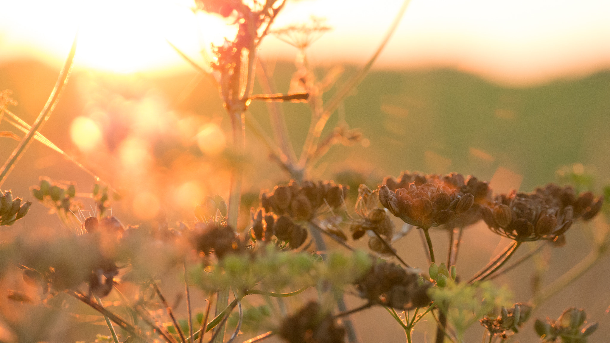 LUMIX G VARIO 45-150/F4.0-5.6 sample photo. Harvest sunset web photography