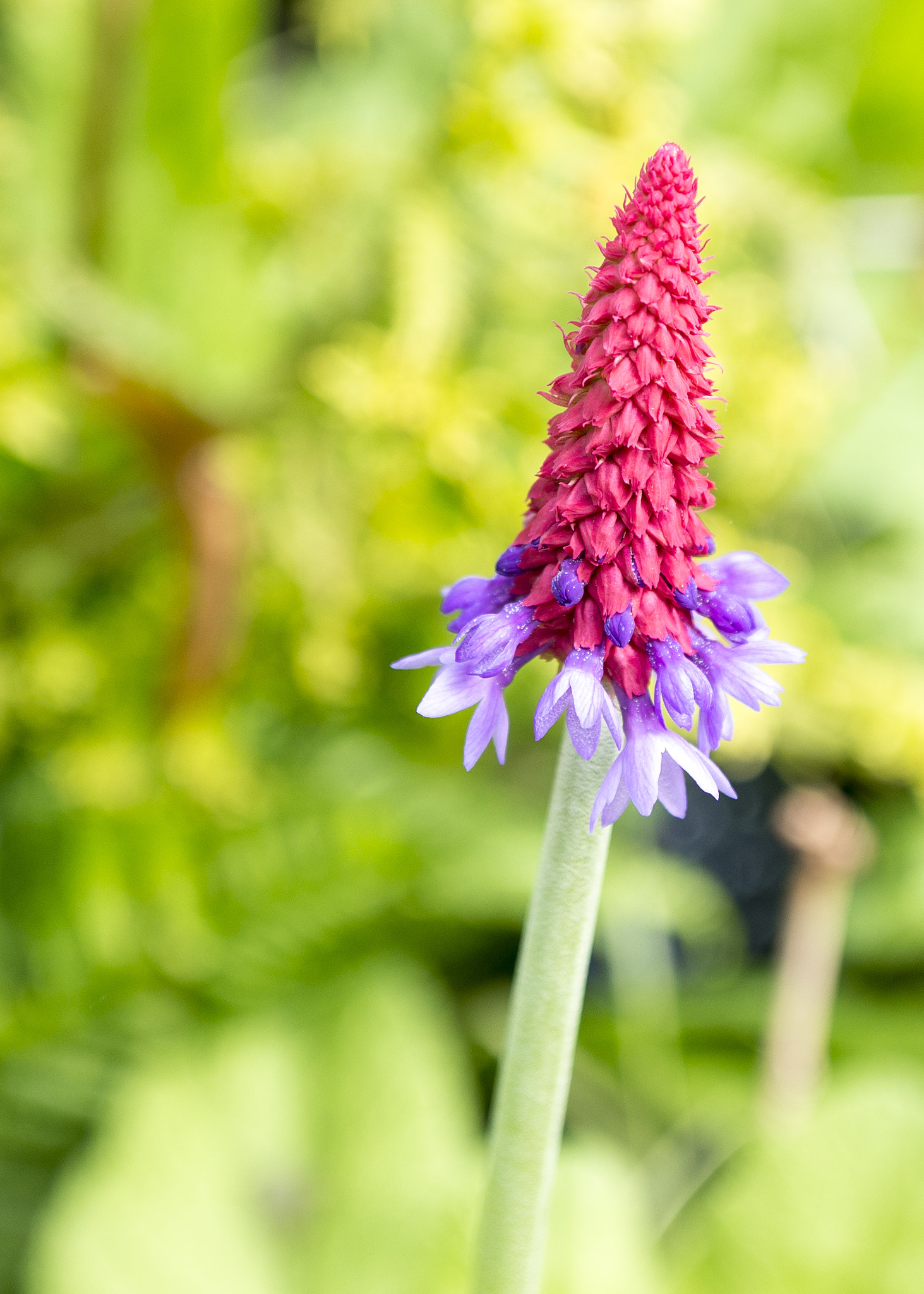 Nikon D7200 sample photo. Red and purple flower photography