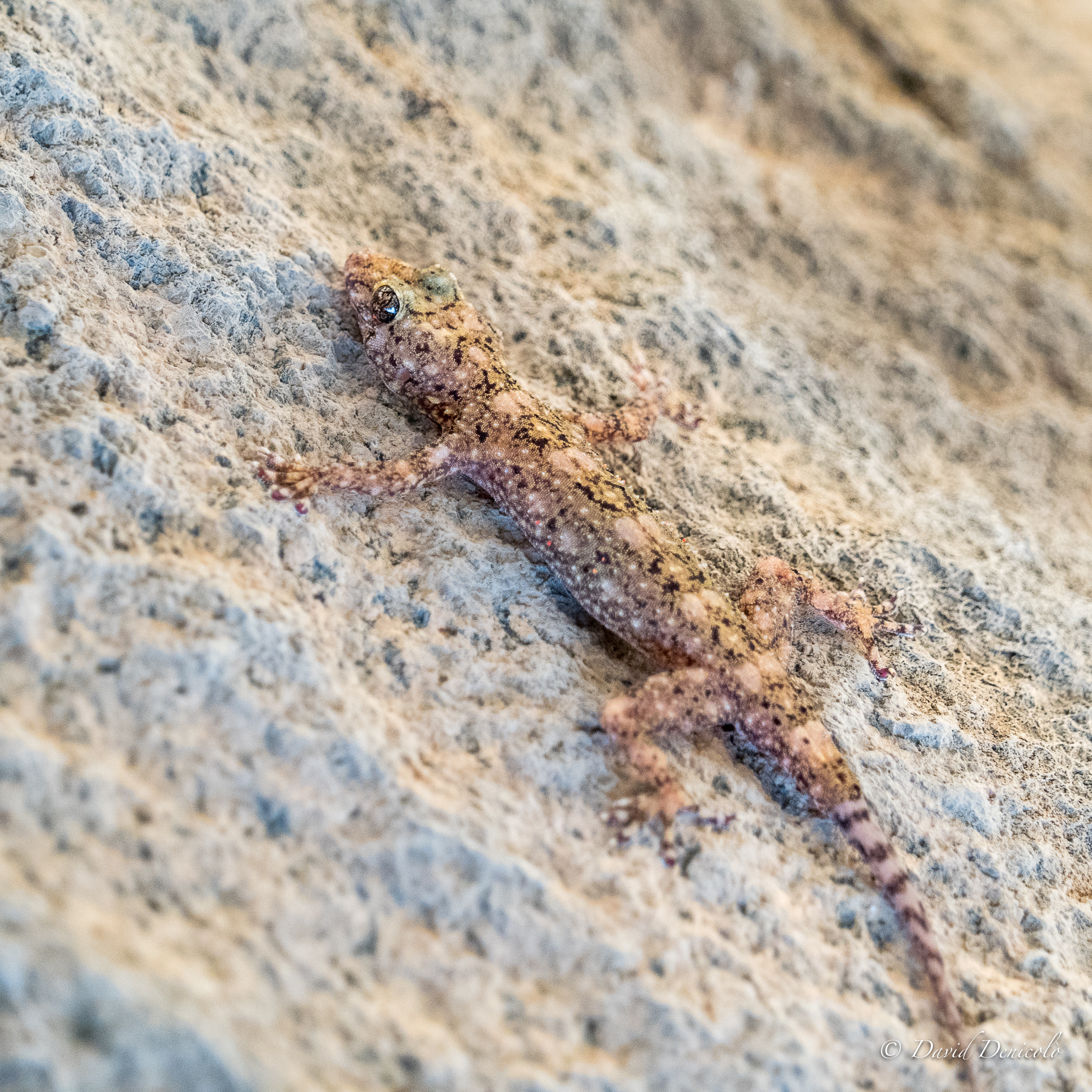 Olympus OM-D E-M5 II sample photo. Gecko on the rocks photography