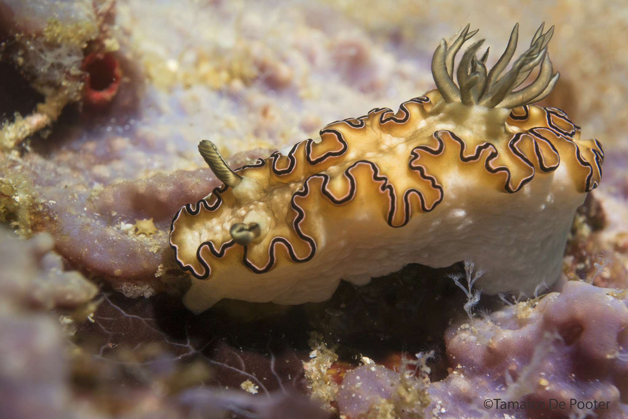 Nikon 1 J4 + Nikon 1 Nikkor VR 10-30mm F3.5-5.6 PD-Zoom sample photo. Golden nudibranche photography