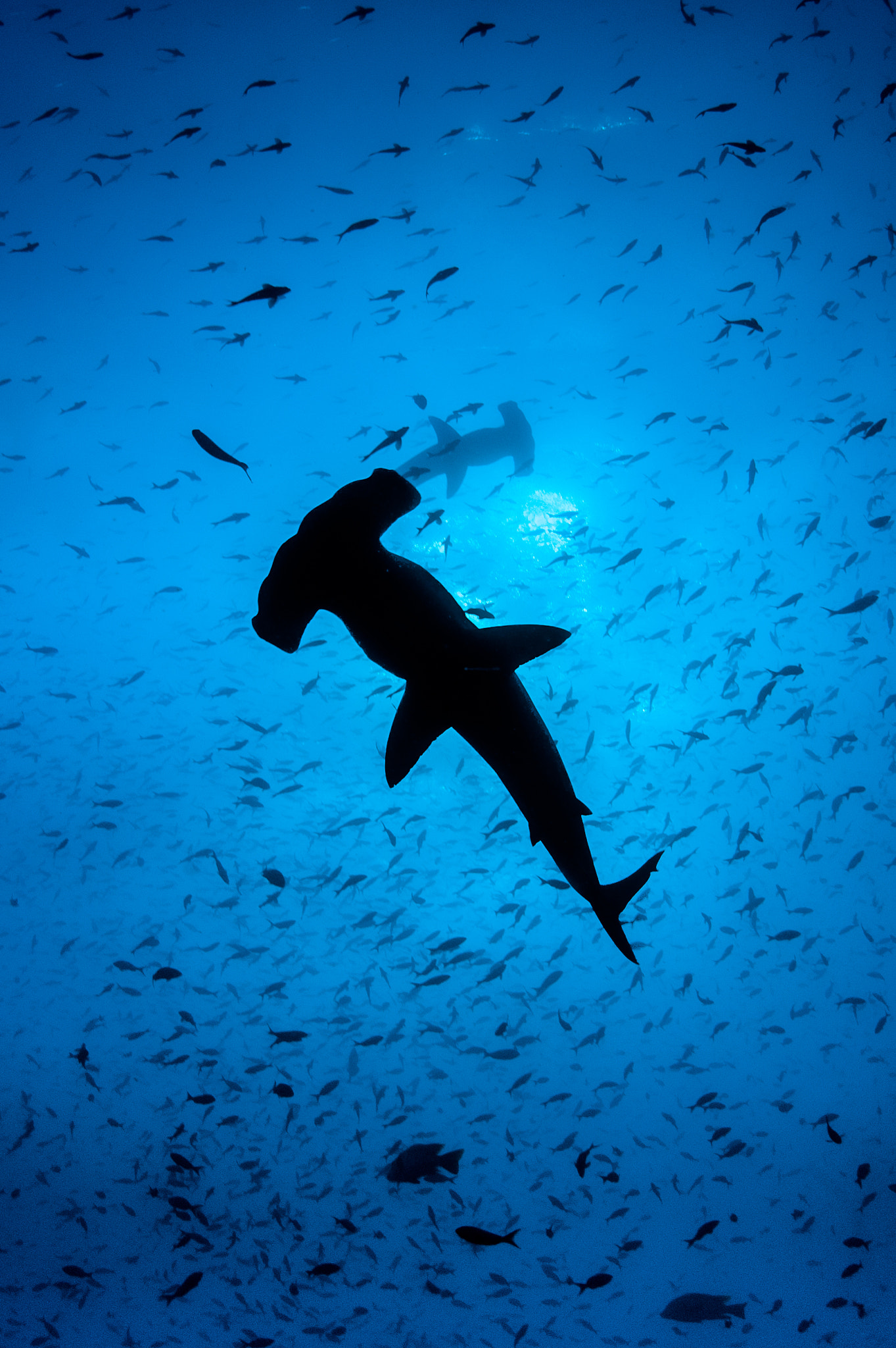 Nikon D700 + Nikon AF Fisheye-Nikkor 16mm F2.8D sample photo. Hammerhead silhouete at wolf lsland, galapagos photography