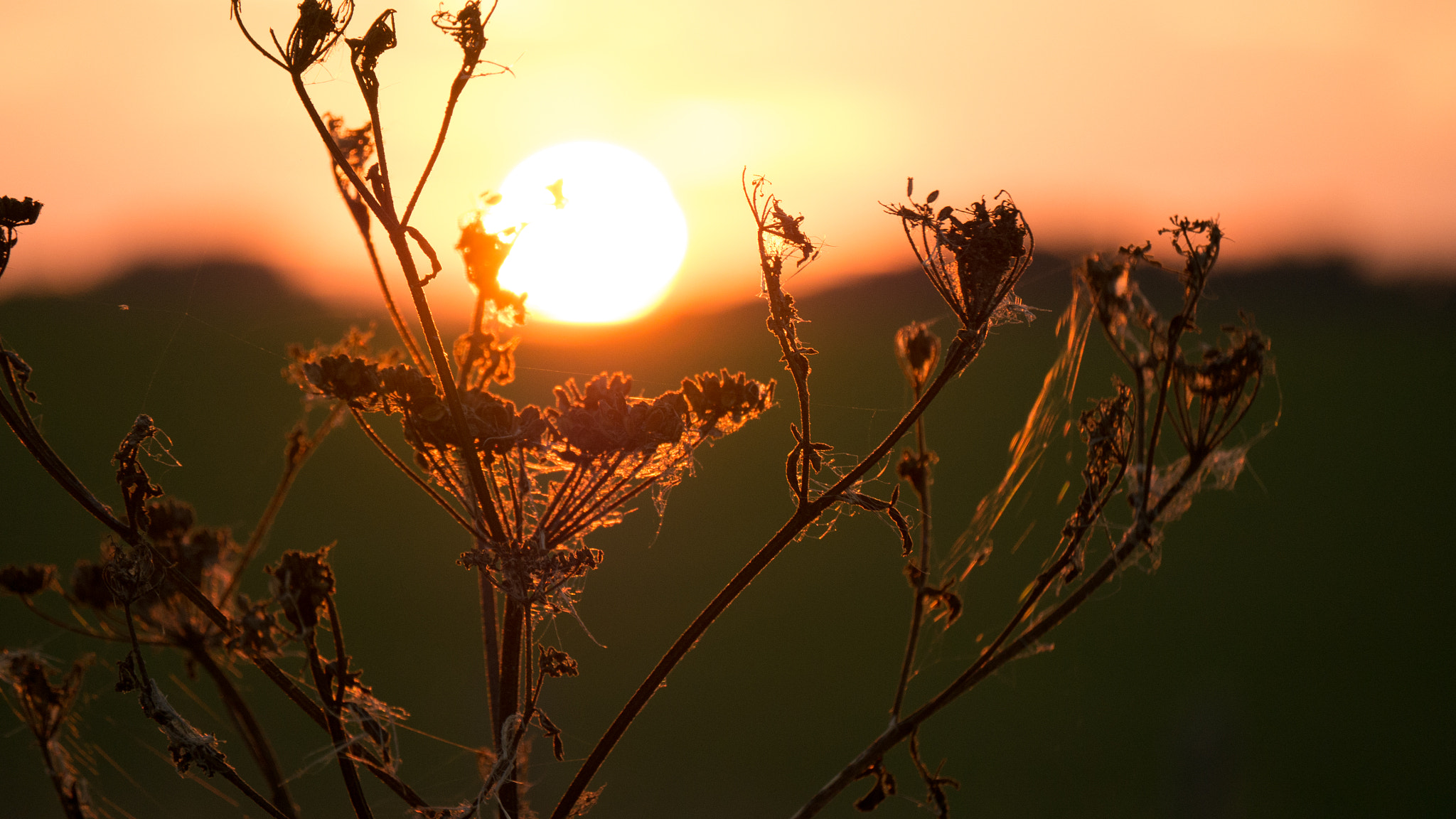 LUMIX G VARIO 45-150/F4.0-5.6 sample photo. Harvest sunset flowers photography