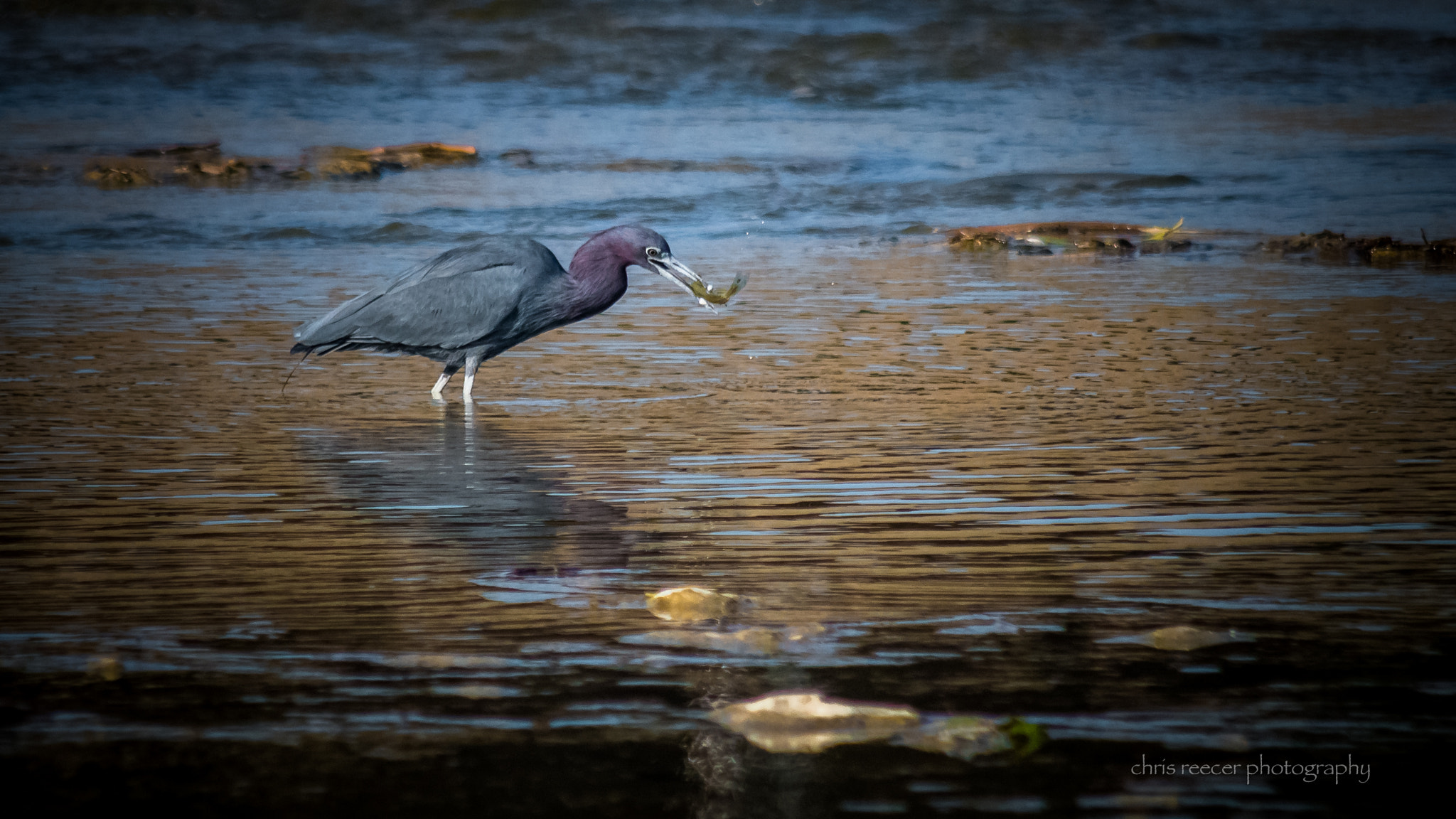 Nikon D500 sample photo. Little blue heron (with little green fish) photography