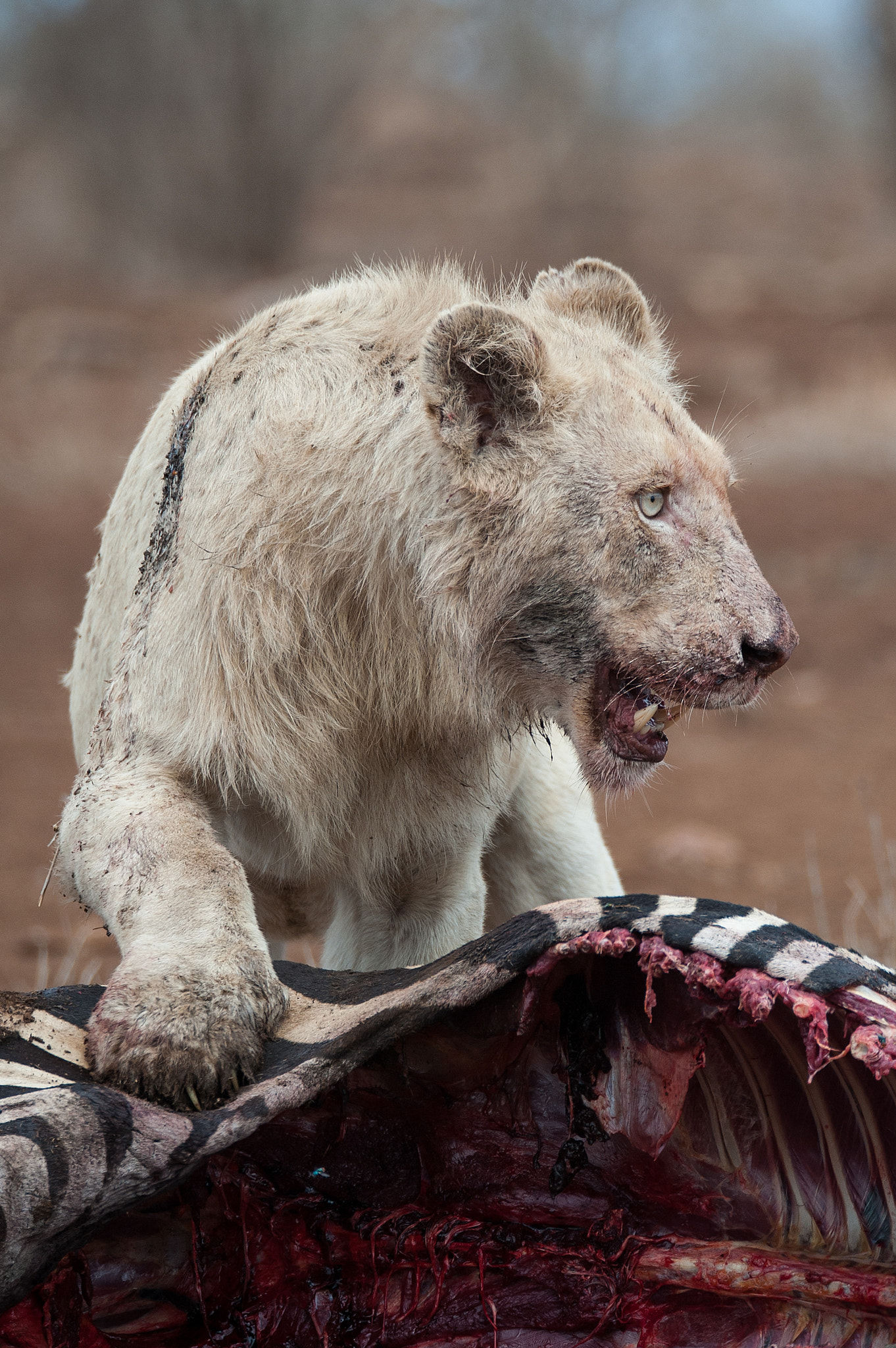 Sigma 150-600mm F5-6.3 DG OS HSM | S sample photo. Wild white lion photography