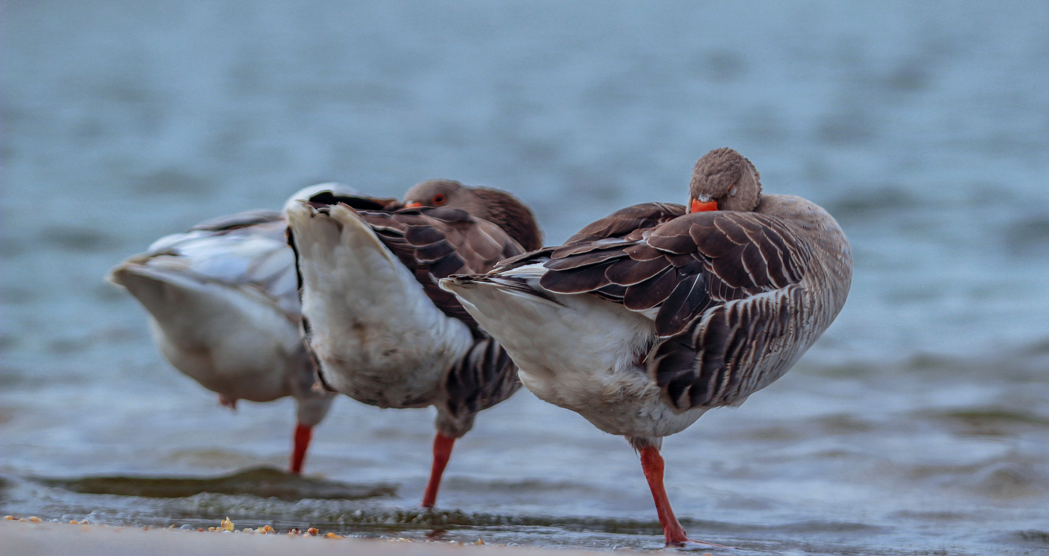 Canon EF 70-200mm F2.8L USM sample photo. Img photography