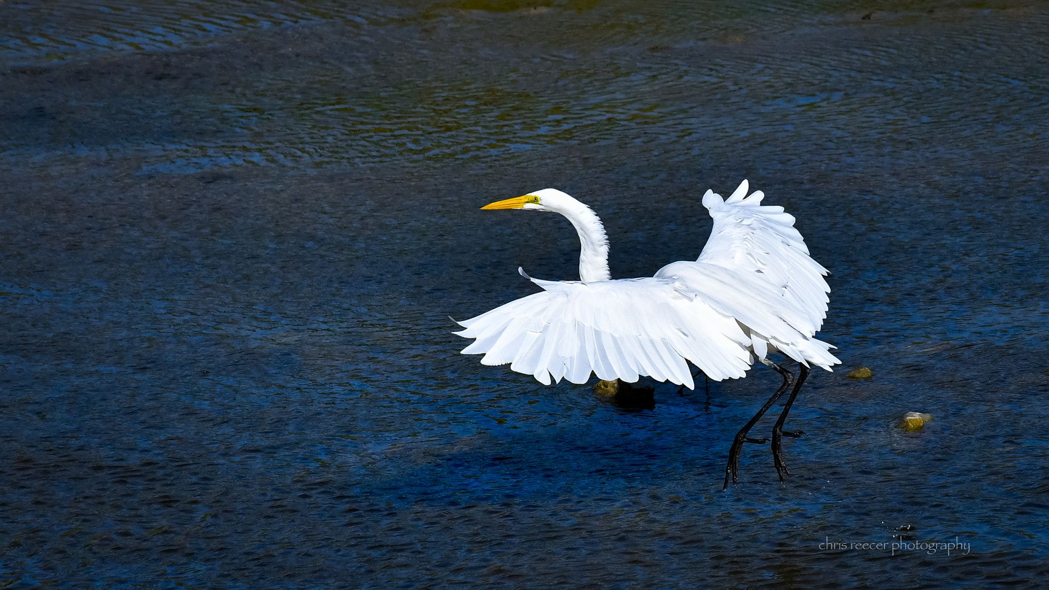 Nikon D500 sample photo. Great egret photography