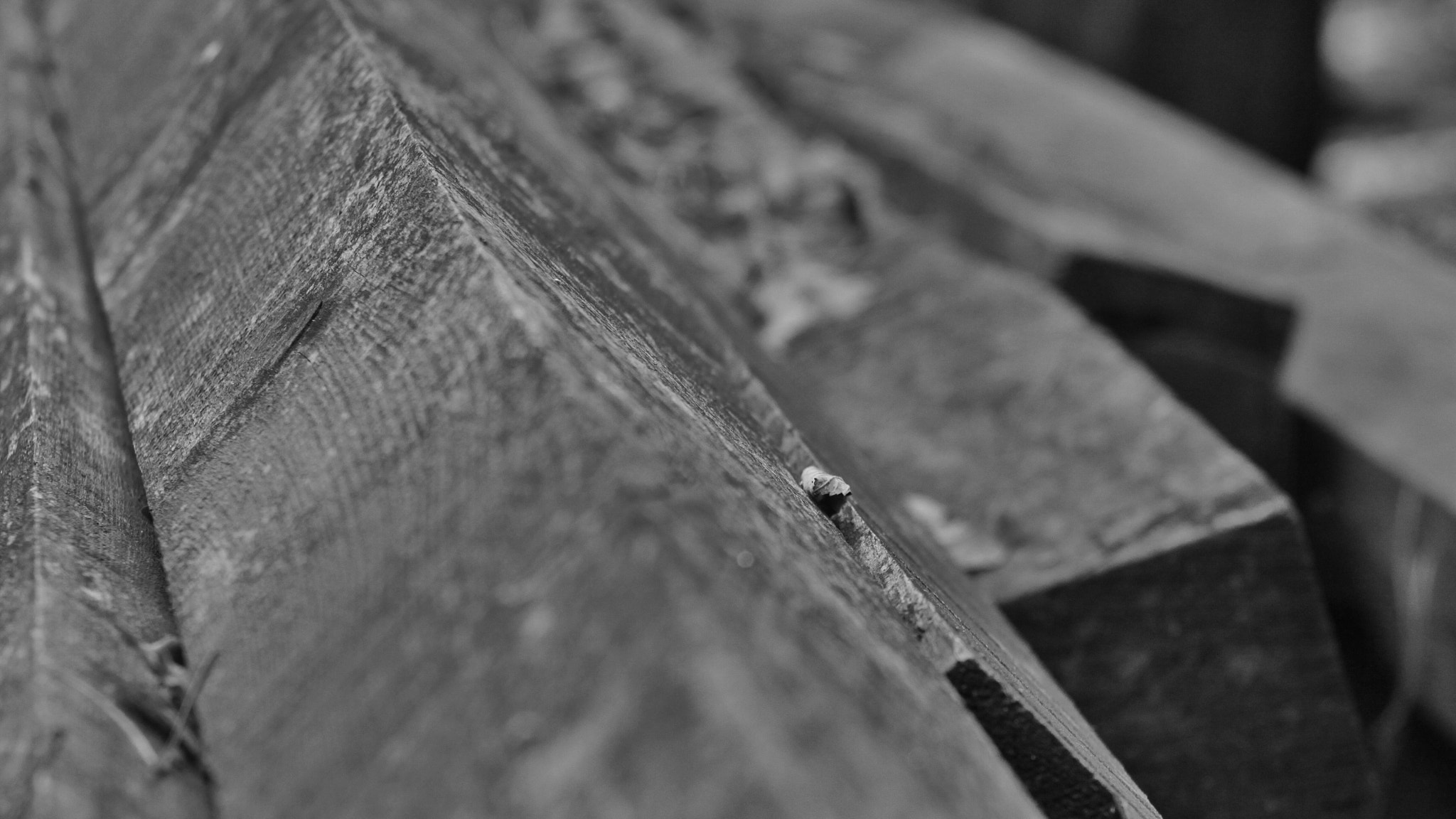 Canon EF 75-300mm f/4-5.6 USM sample photo
