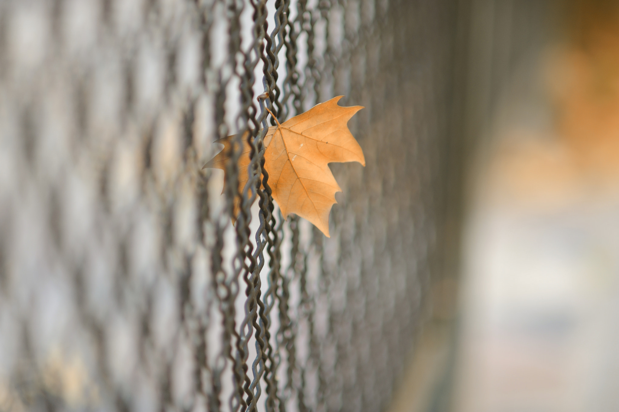AF DC-Nikkor 135mm f/2D sample photo. Autumn in the city photography