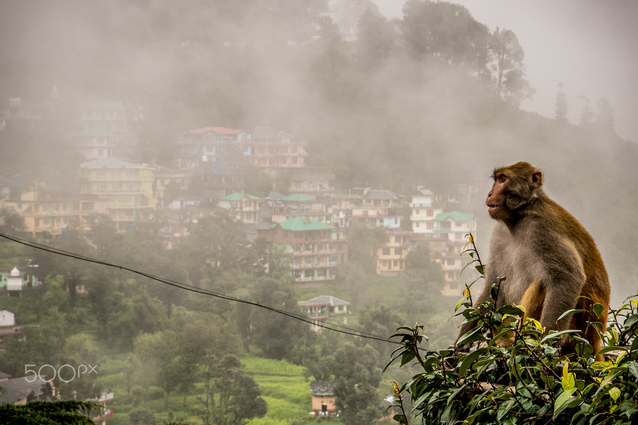 Nikon D5 sample photo. Monkey monk photography