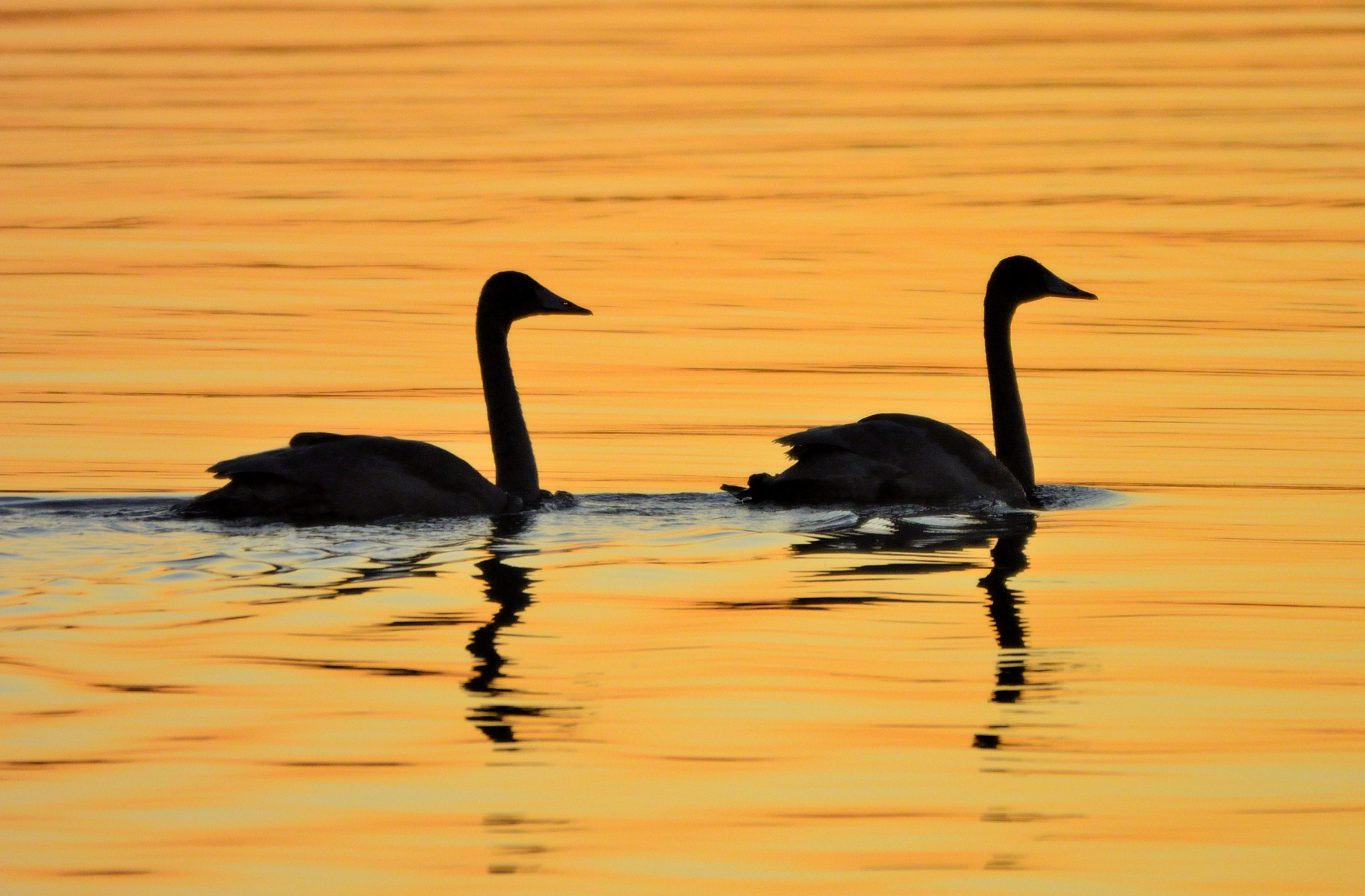 Nikon 1 V2 sample photo. Sunset couple photography