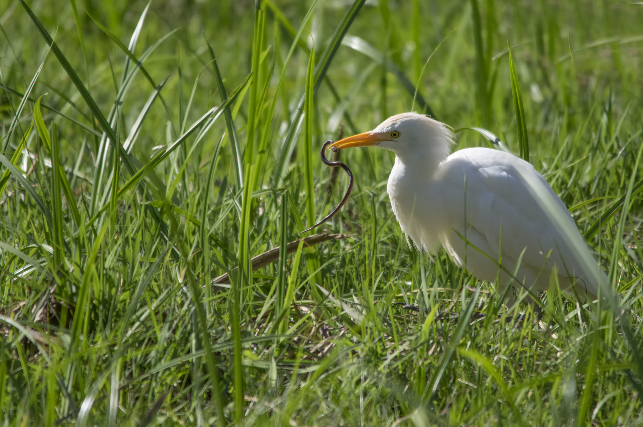 Pentax K-3 II sample photo. Successful hunting photography