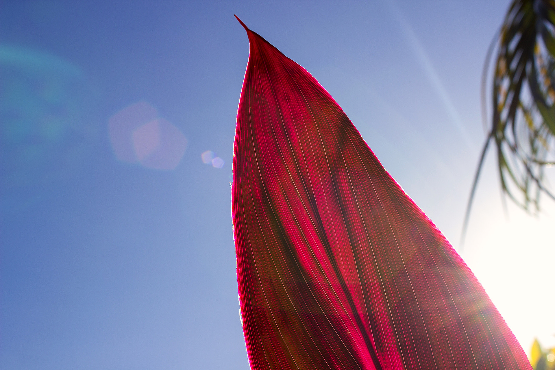 Canon EF 35-80mm f/4-5.6 sample photo. Red leaf photography