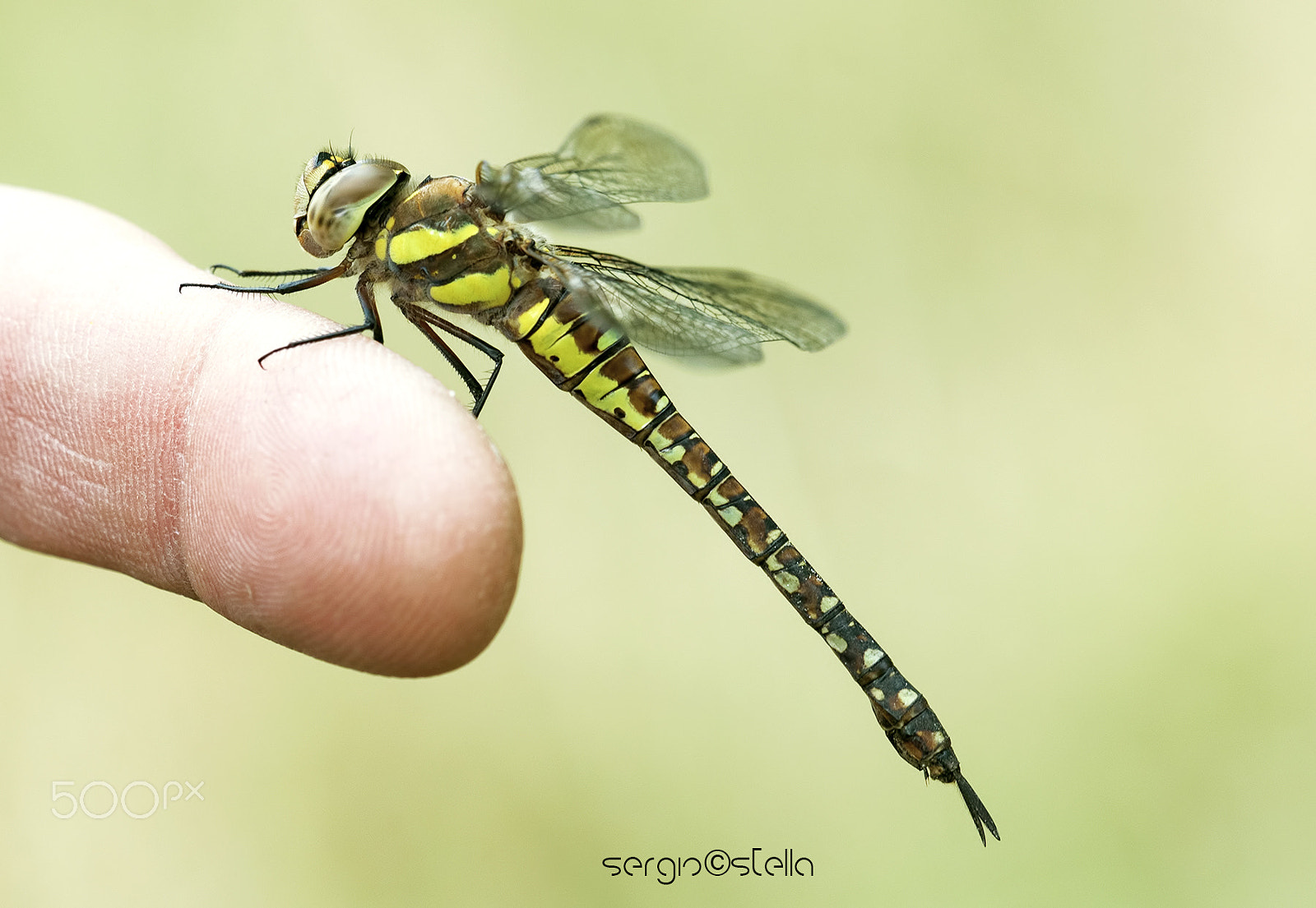 Sigma 150mm F2.8 EX DG Macro HSM sample photo. Aeshna mixta female photography
