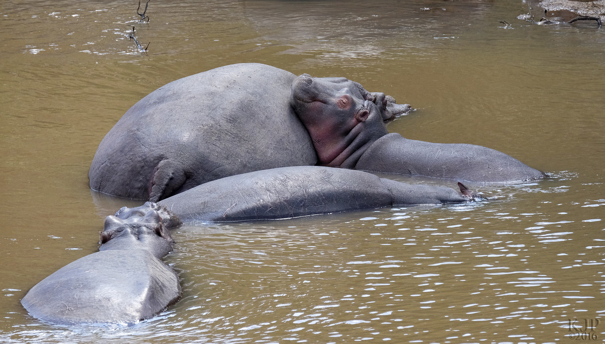 Fujifilm XF 100-400mm F4.5-5.6 R LM OIS WR sample photo. Hippo slumber photography