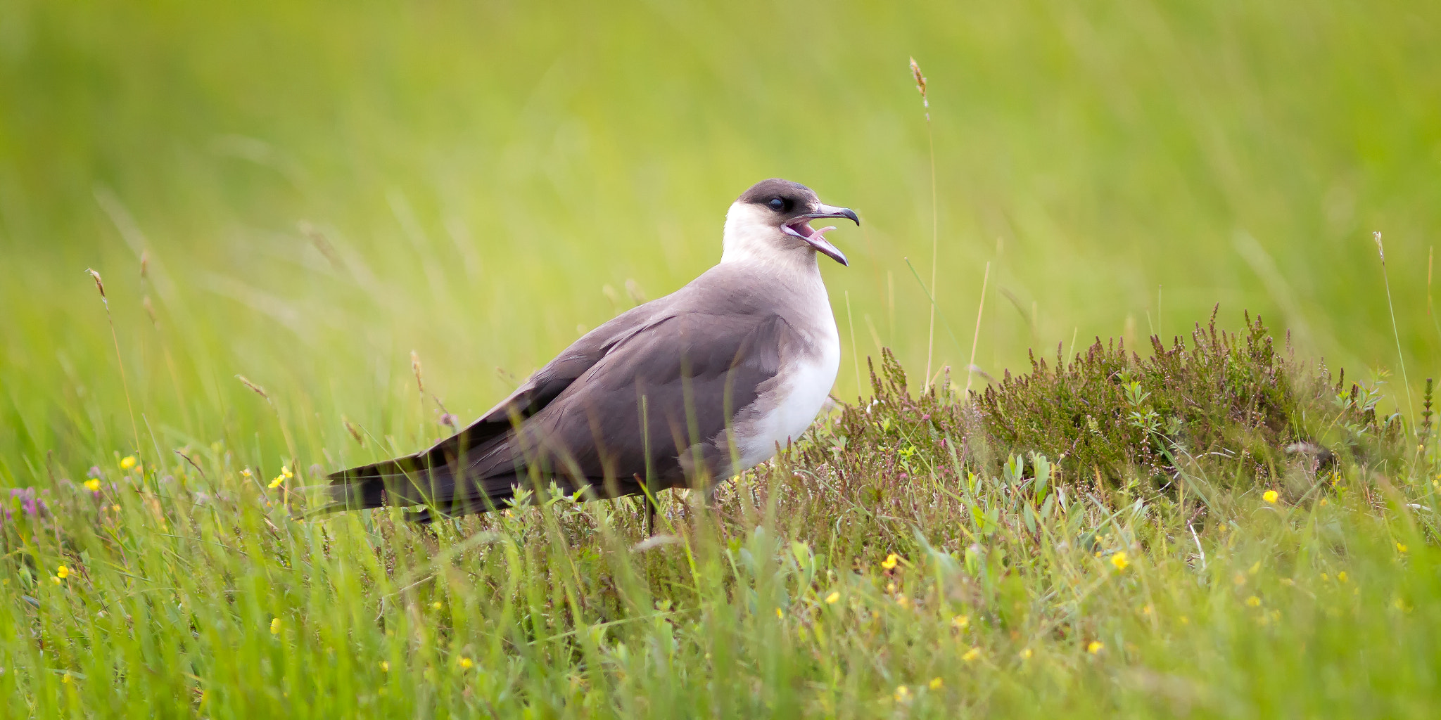 Canon EF 300mm F4L IS USM sample photo. Arctic skua photography
